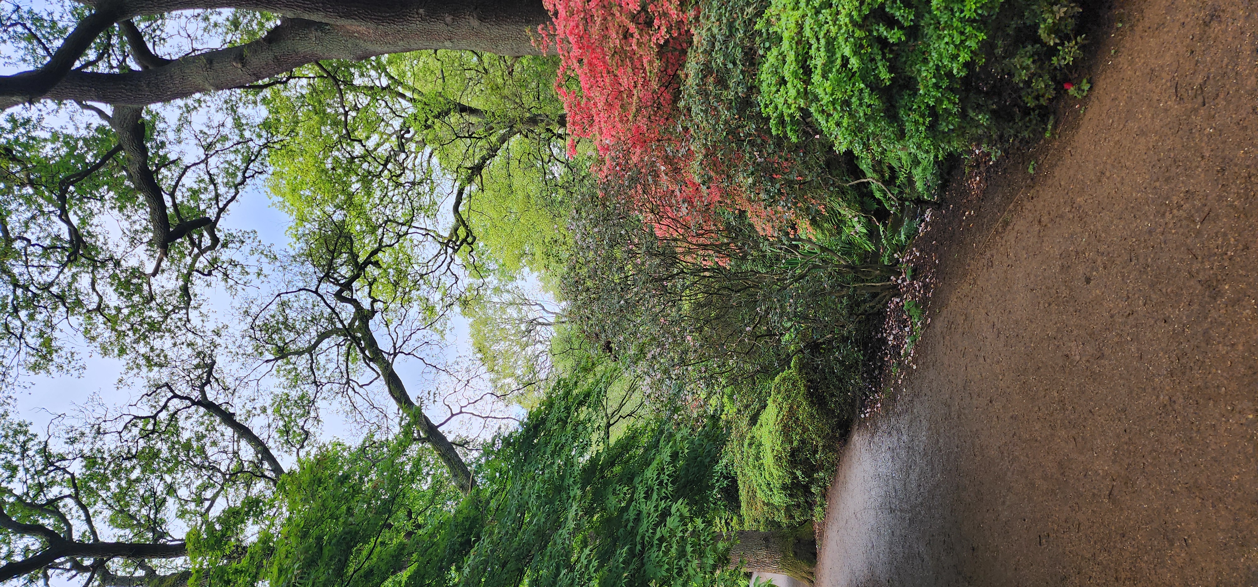 Richmond Park 40