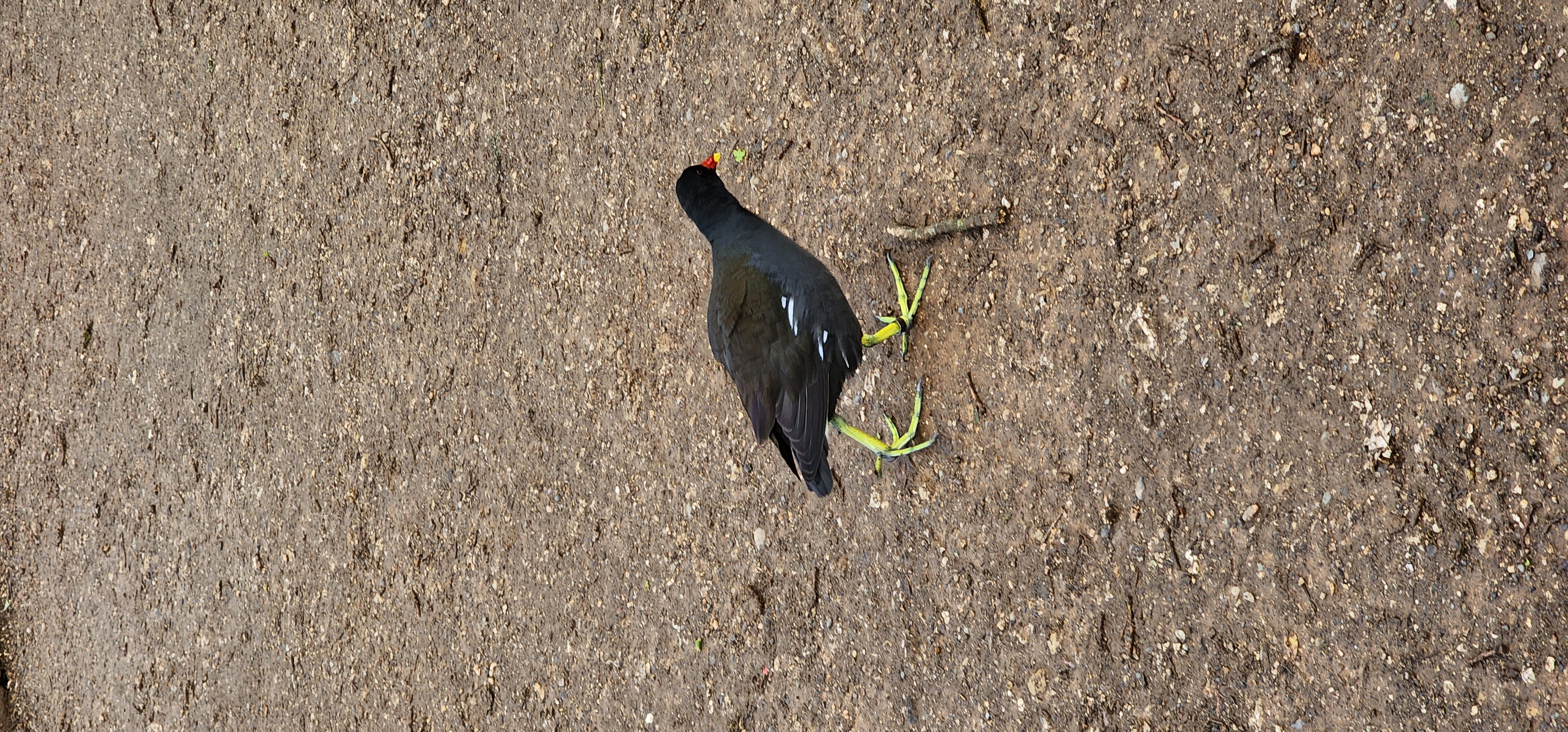 Richmond Park 76