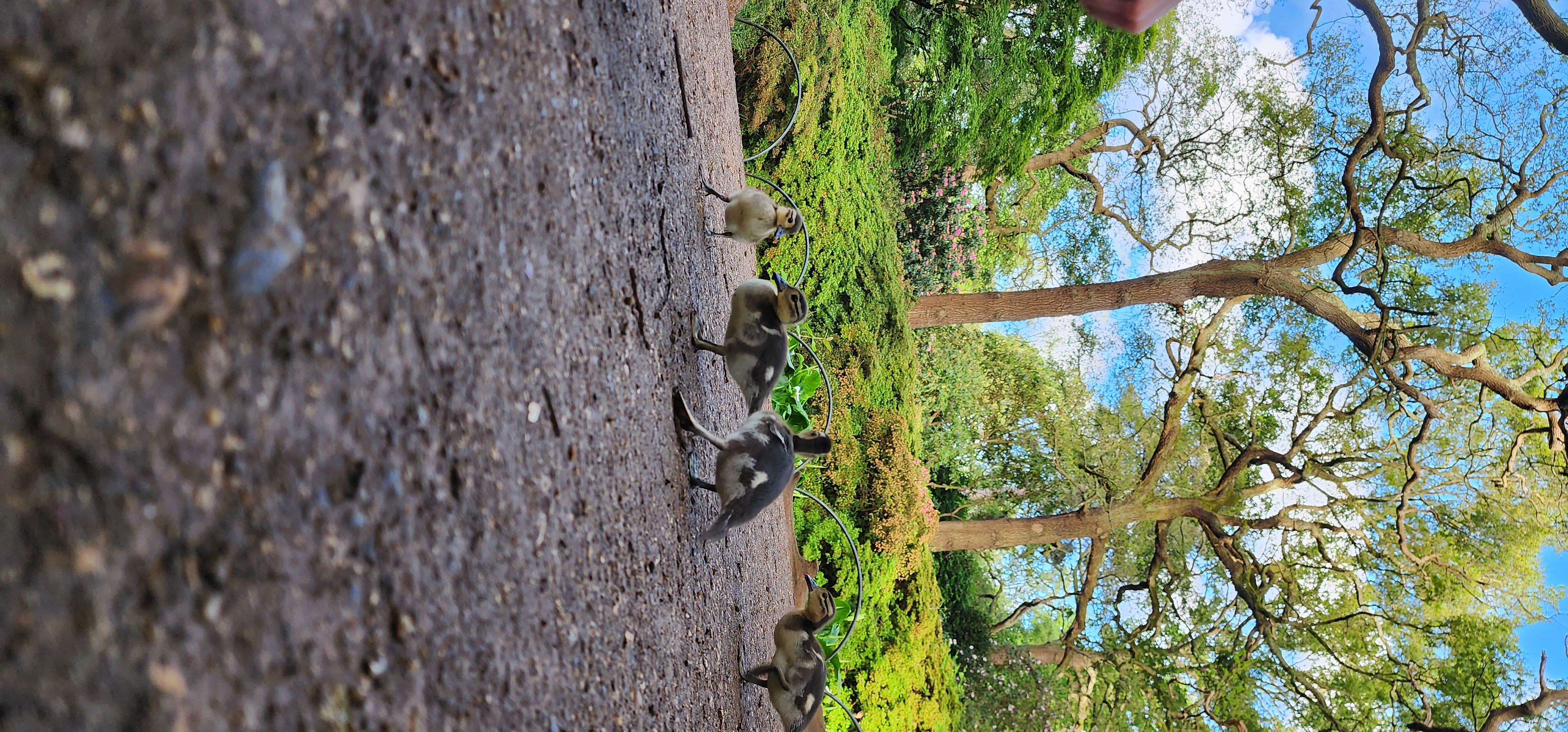 Richmond Park 85