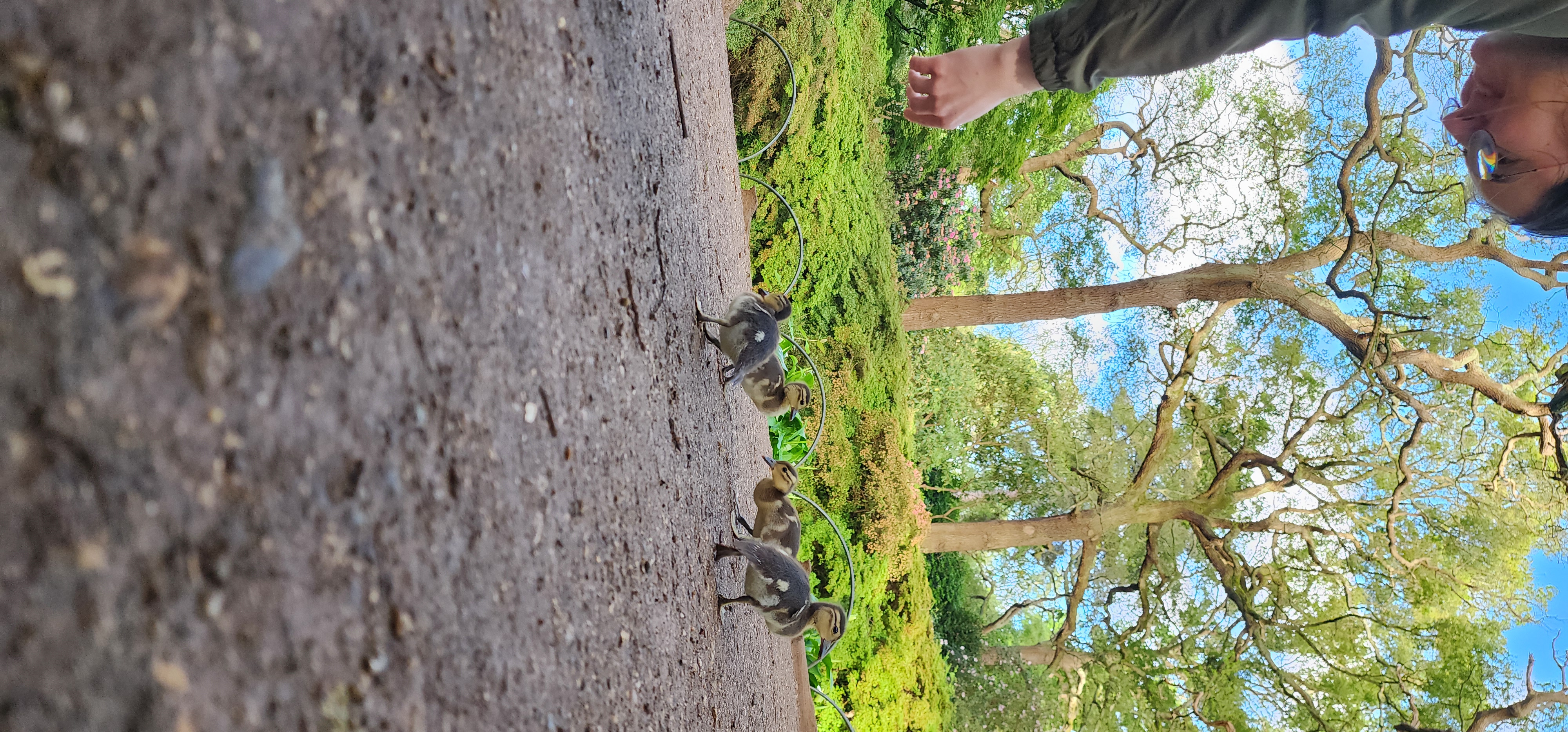 Richmond Park 86
