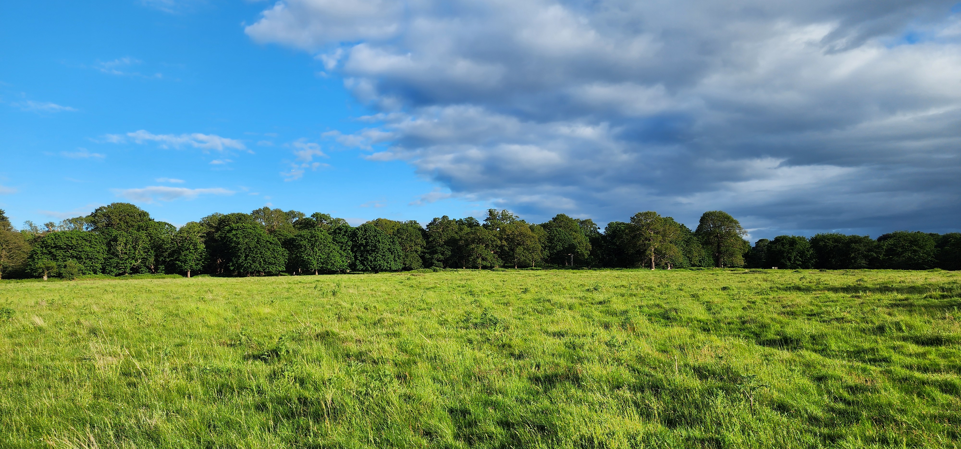 Richmond Park 90