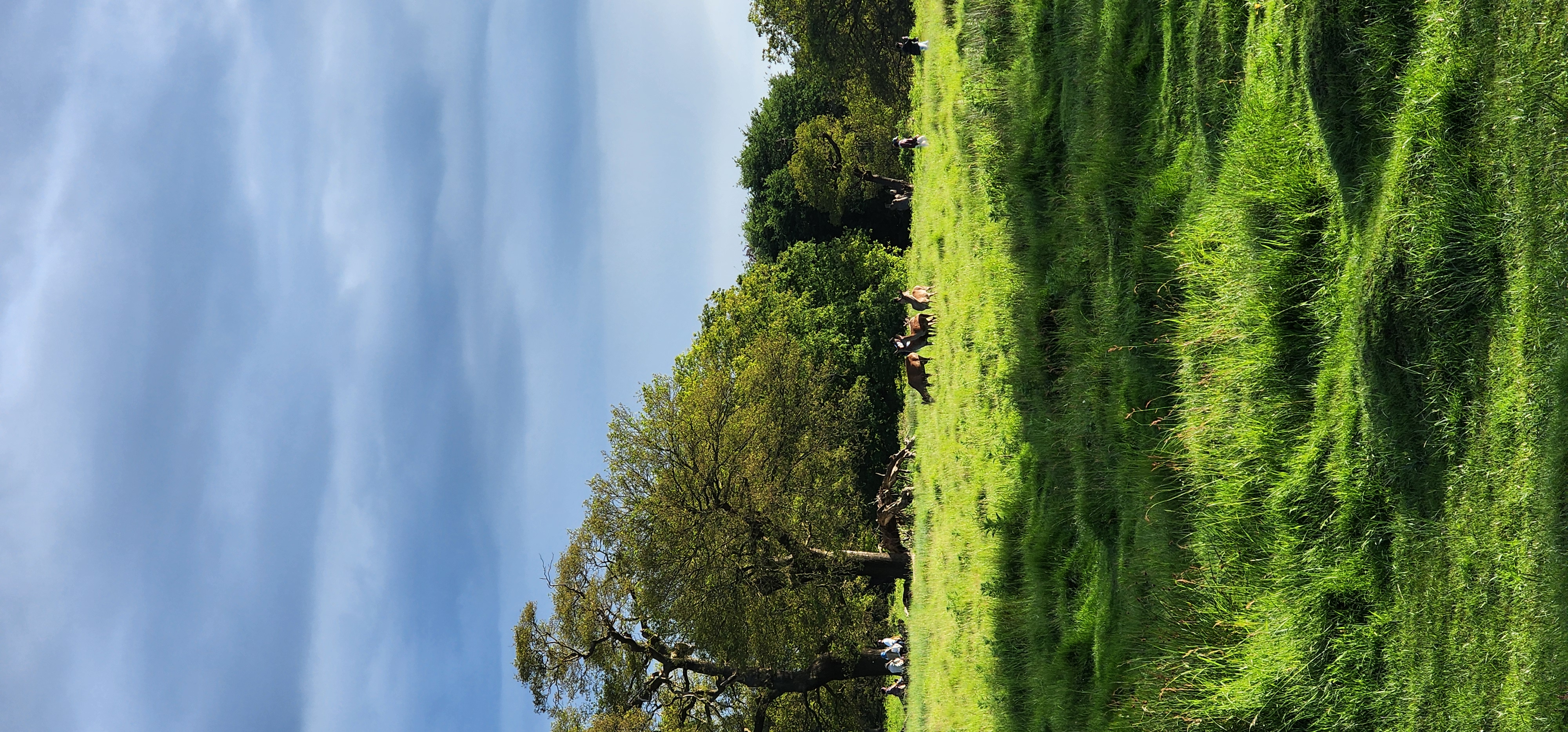 Richmond Park 91