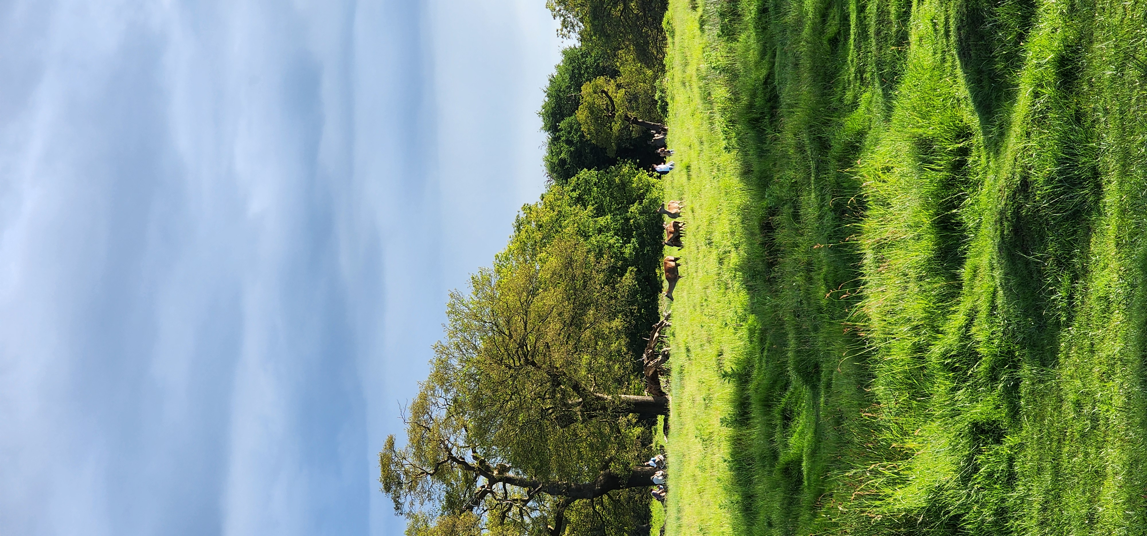 Richmond Park 92