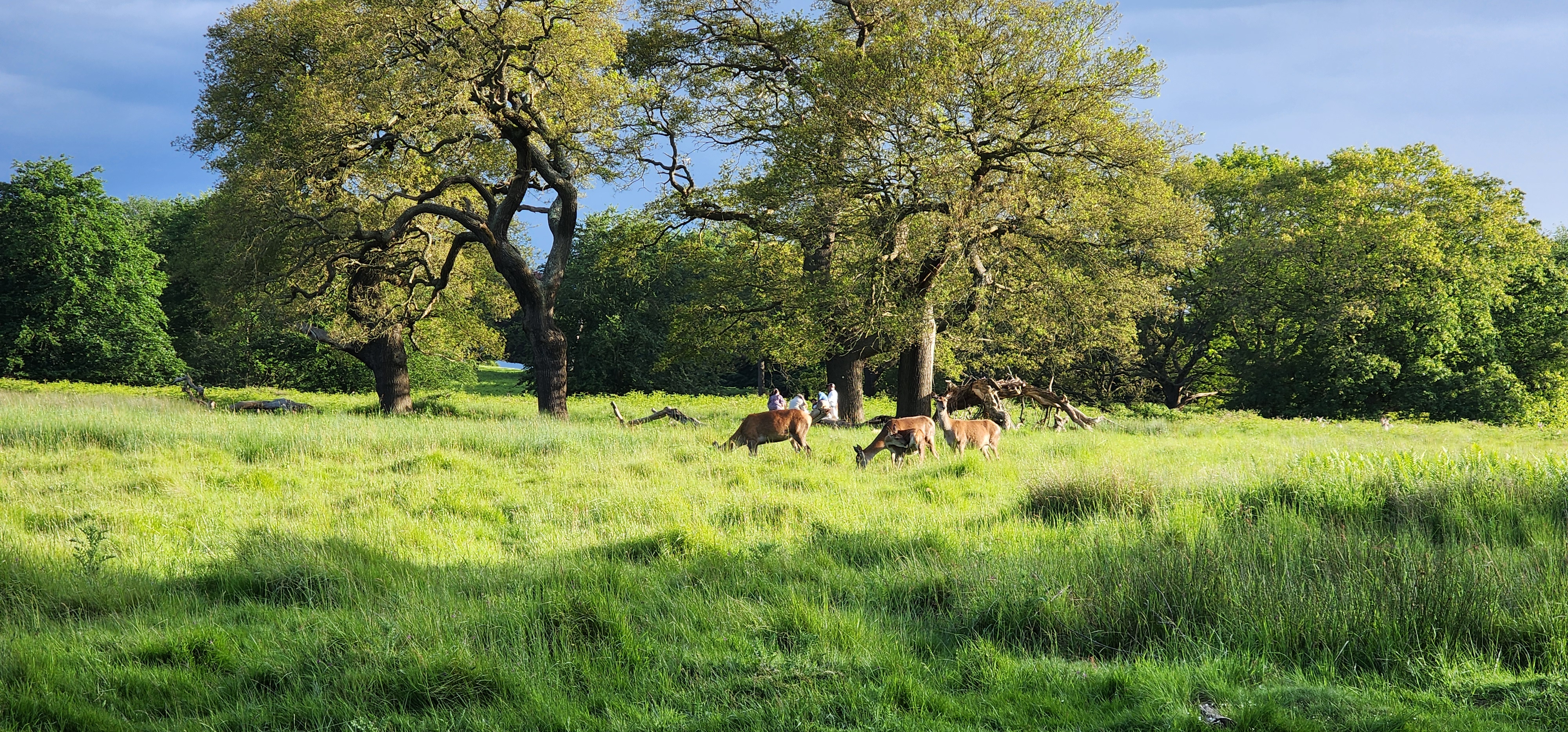 Richmond Park 94