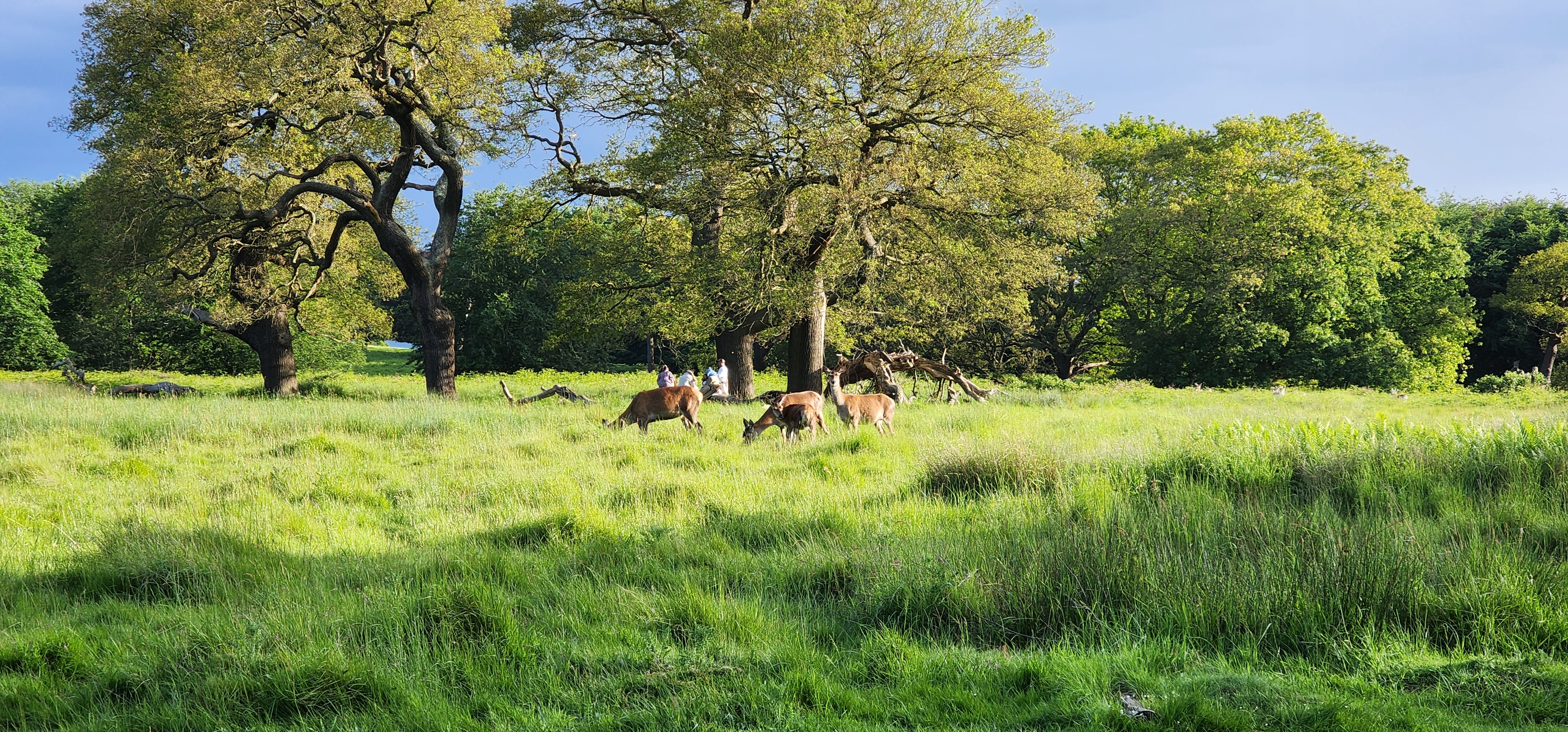 Richmond Park 95