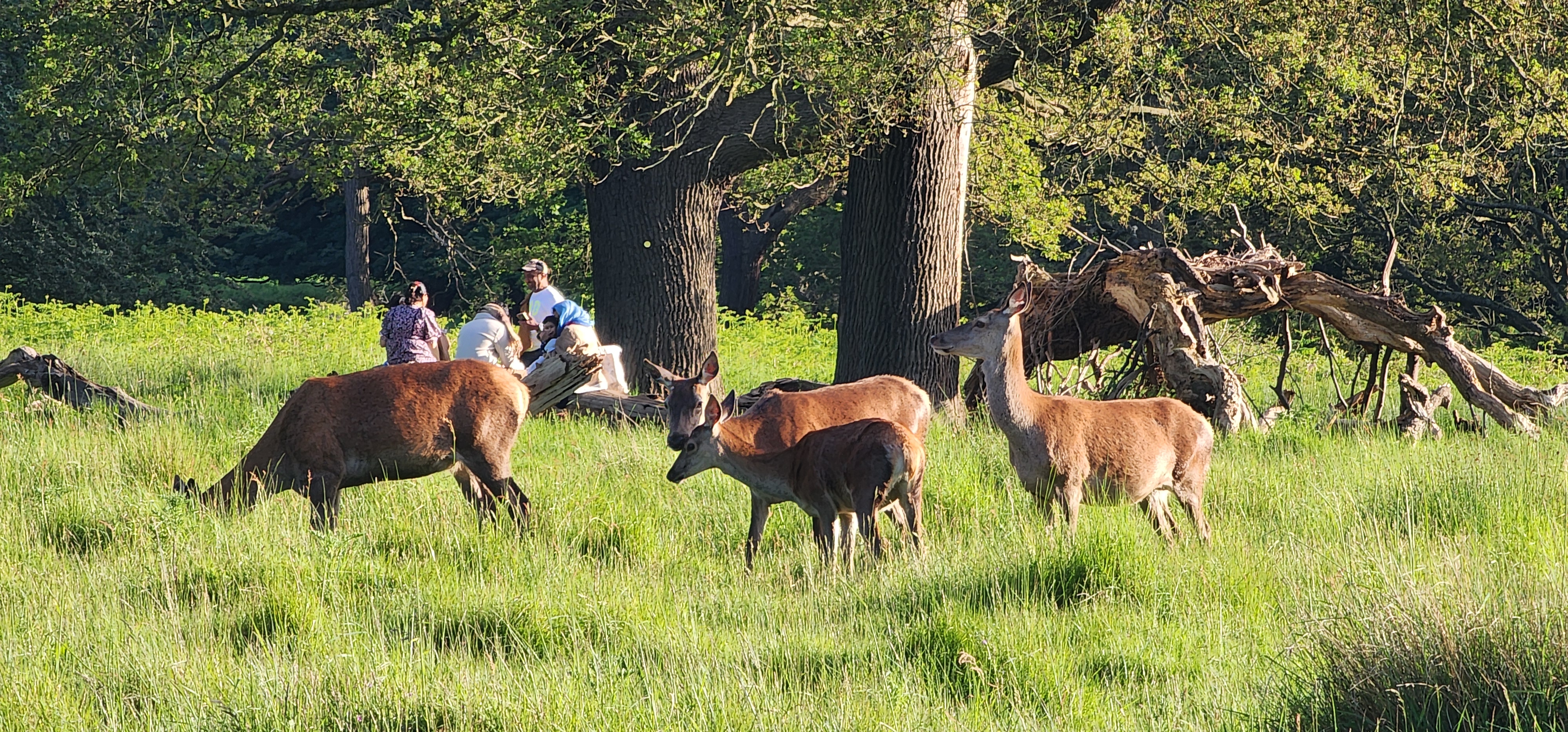 Richmond Park 96
