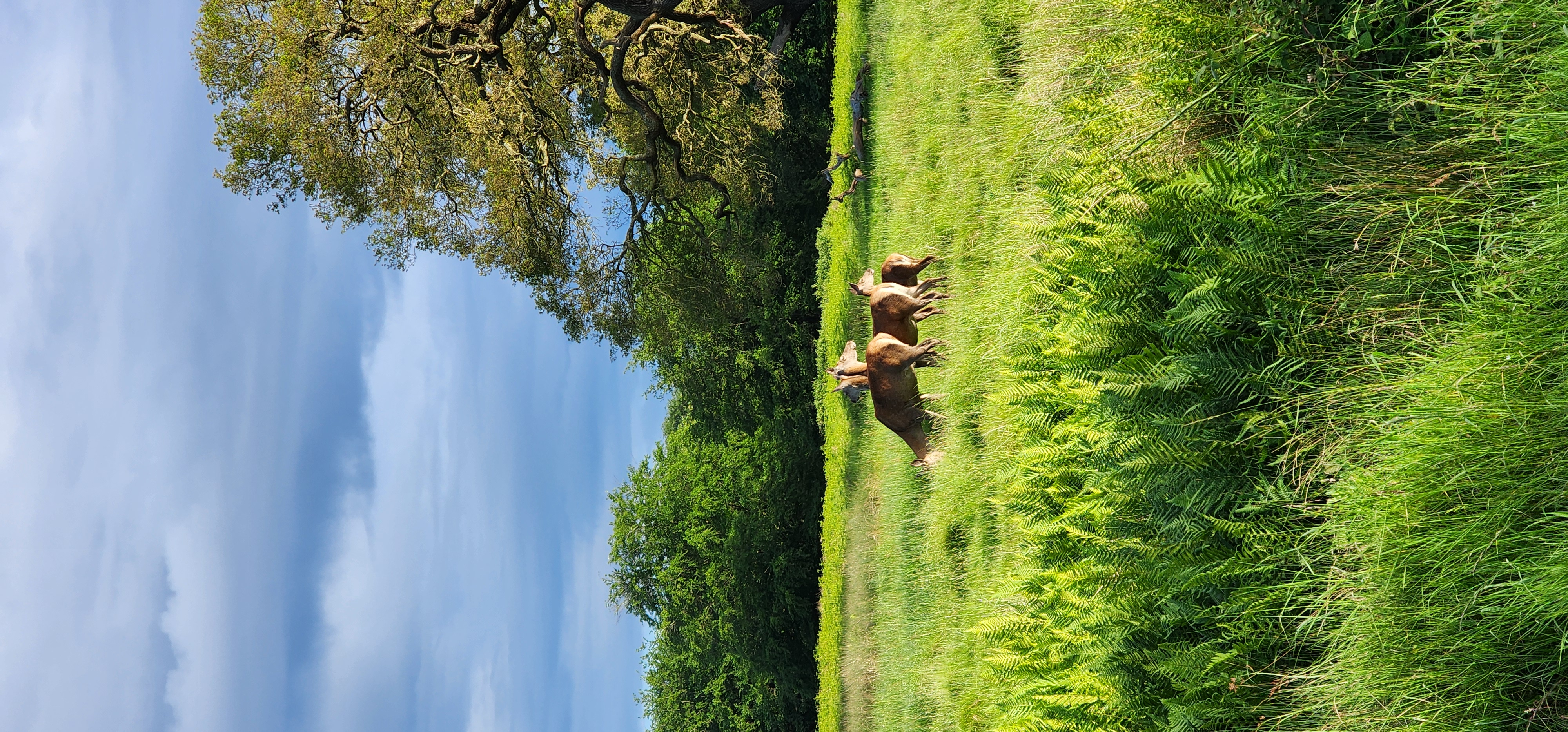 Richmond Park 97