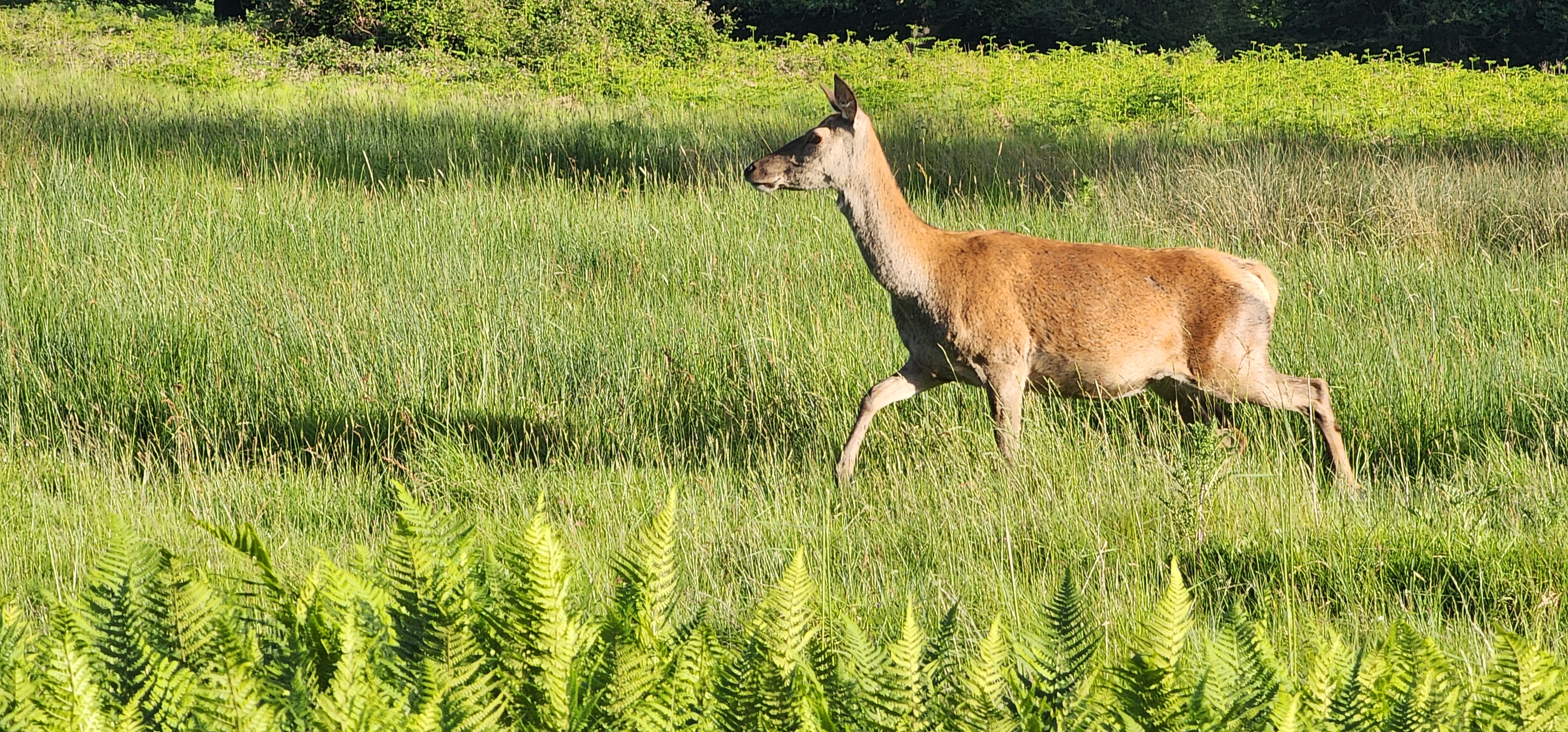 Richmond Park 102