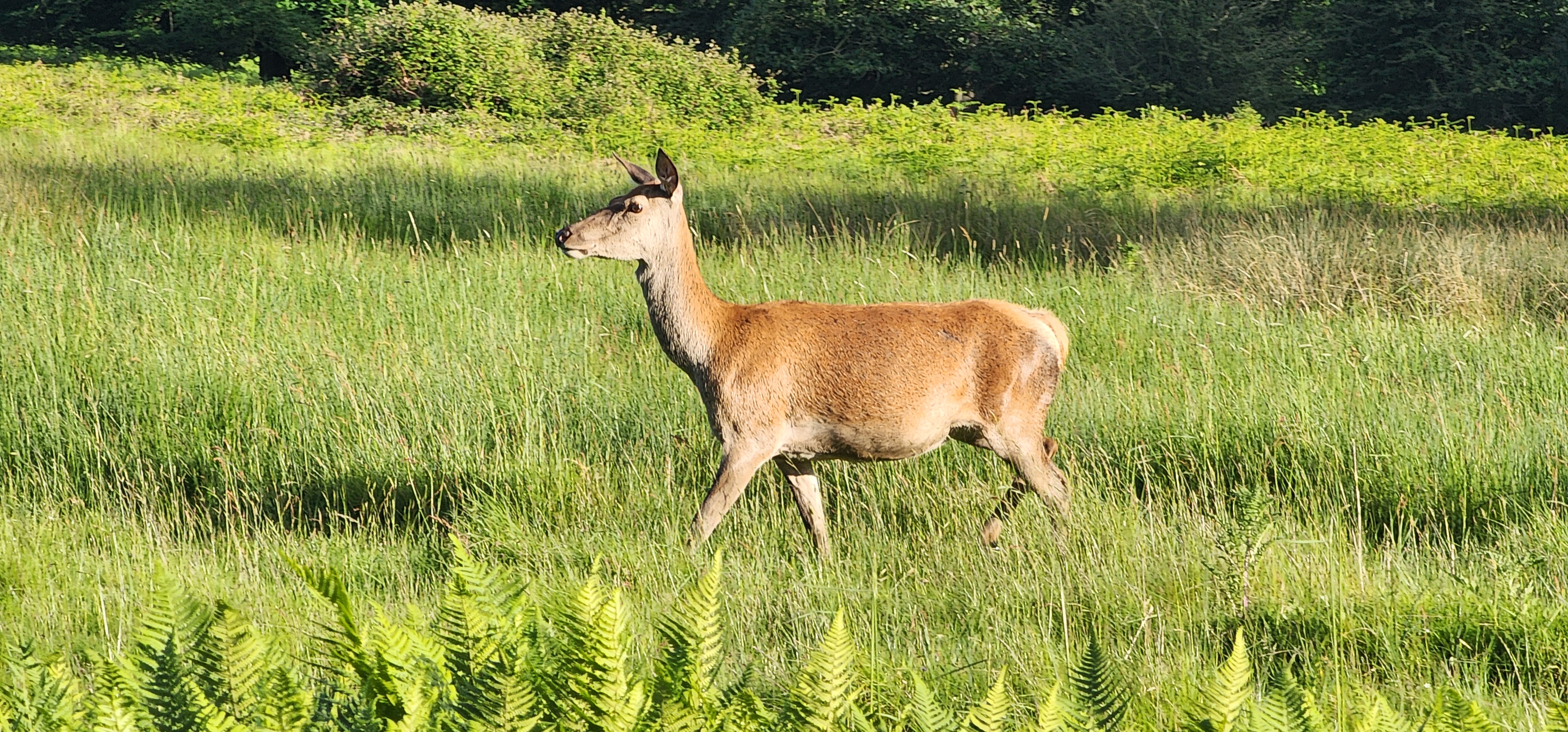 Richmond Park 103