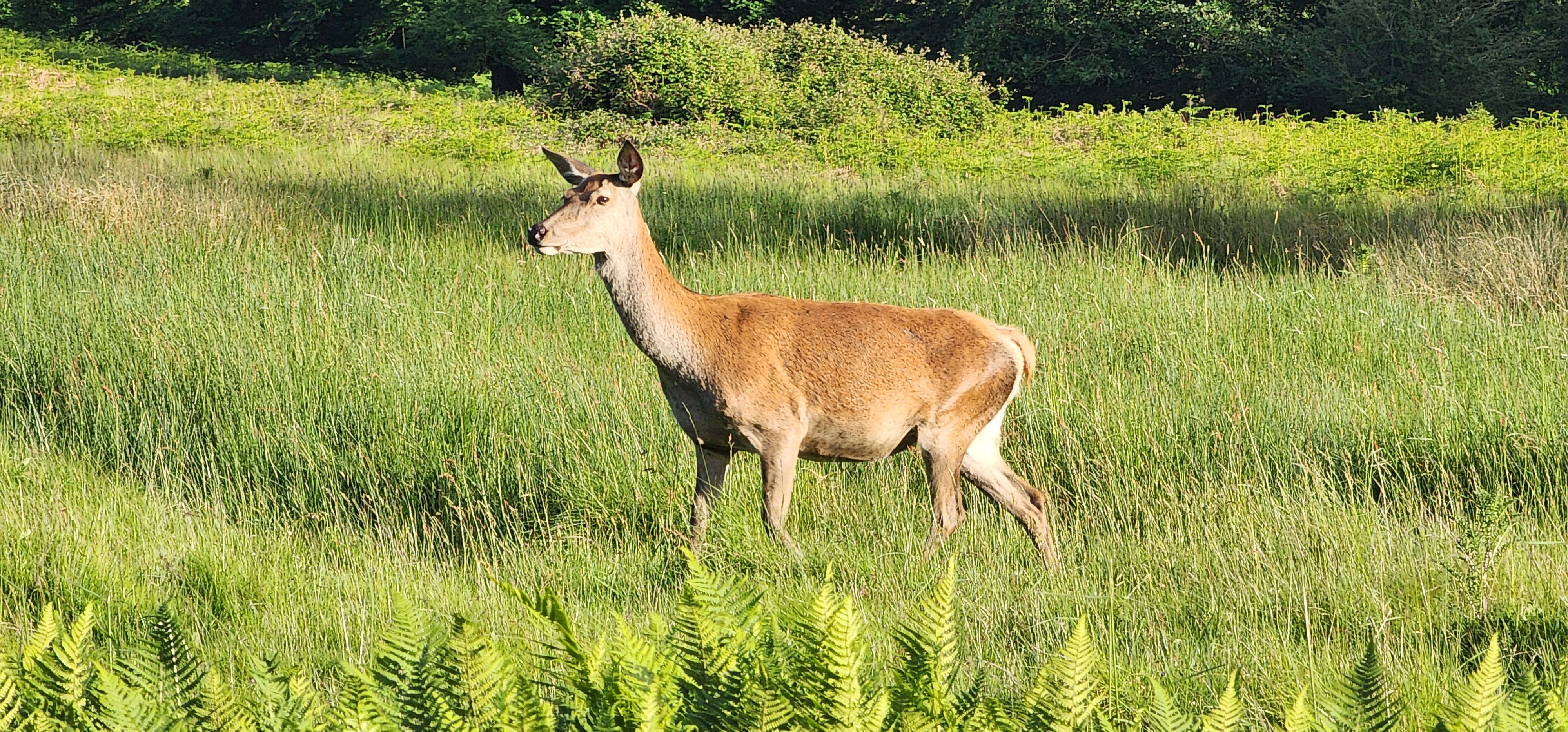 Richmond Park 104