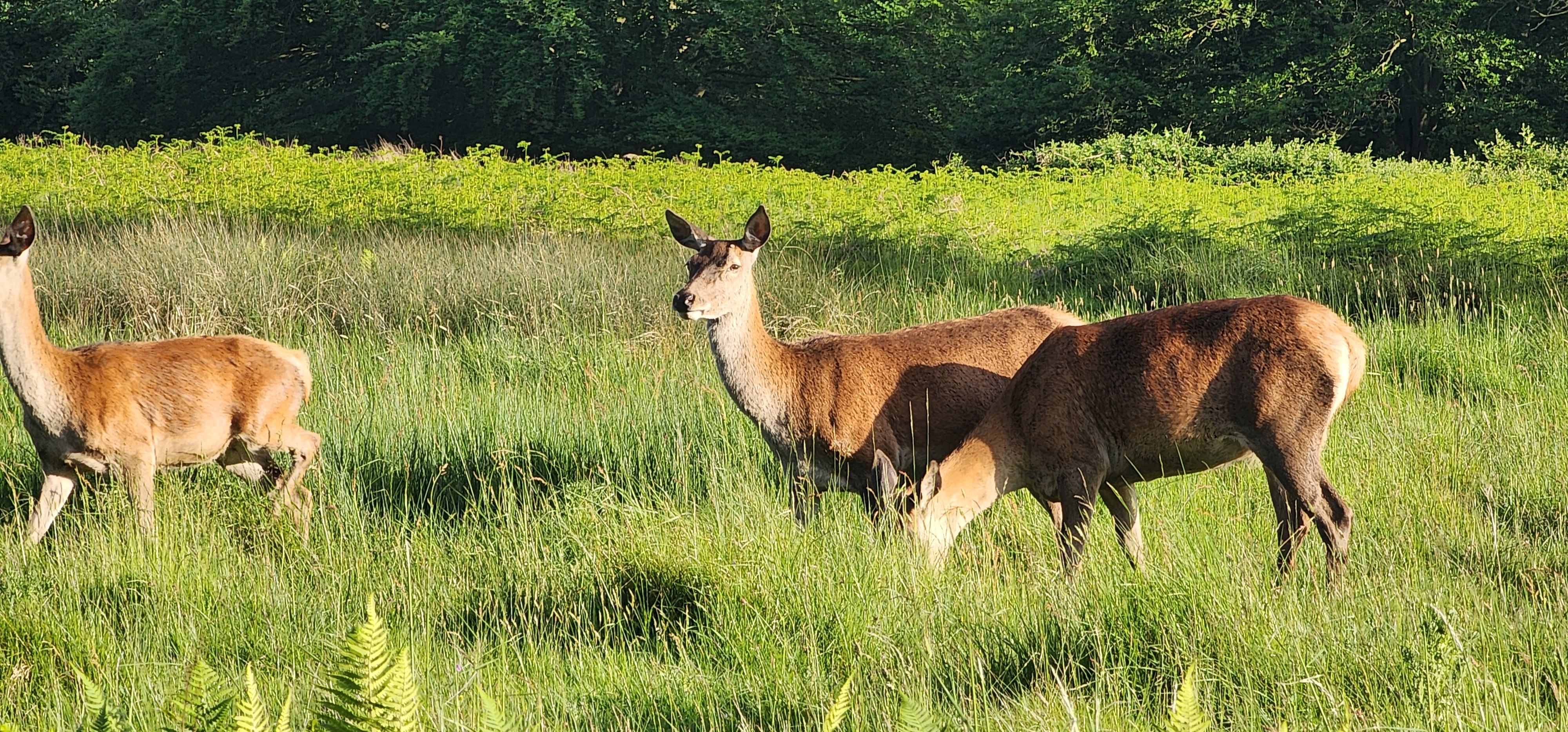 Richmond Park 105