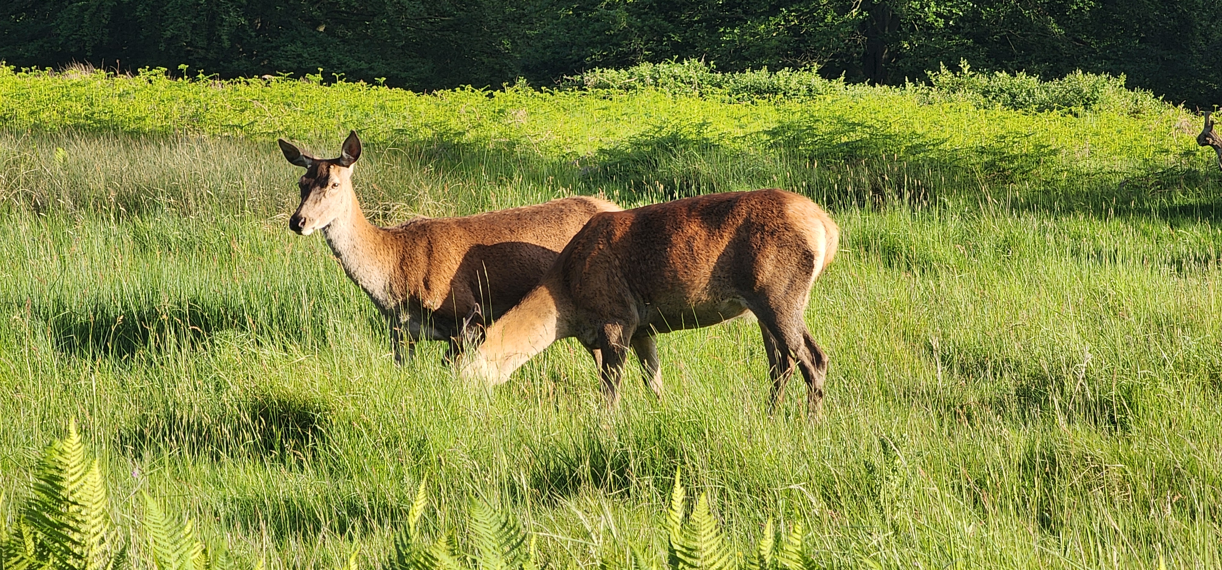 Richmond Park 106