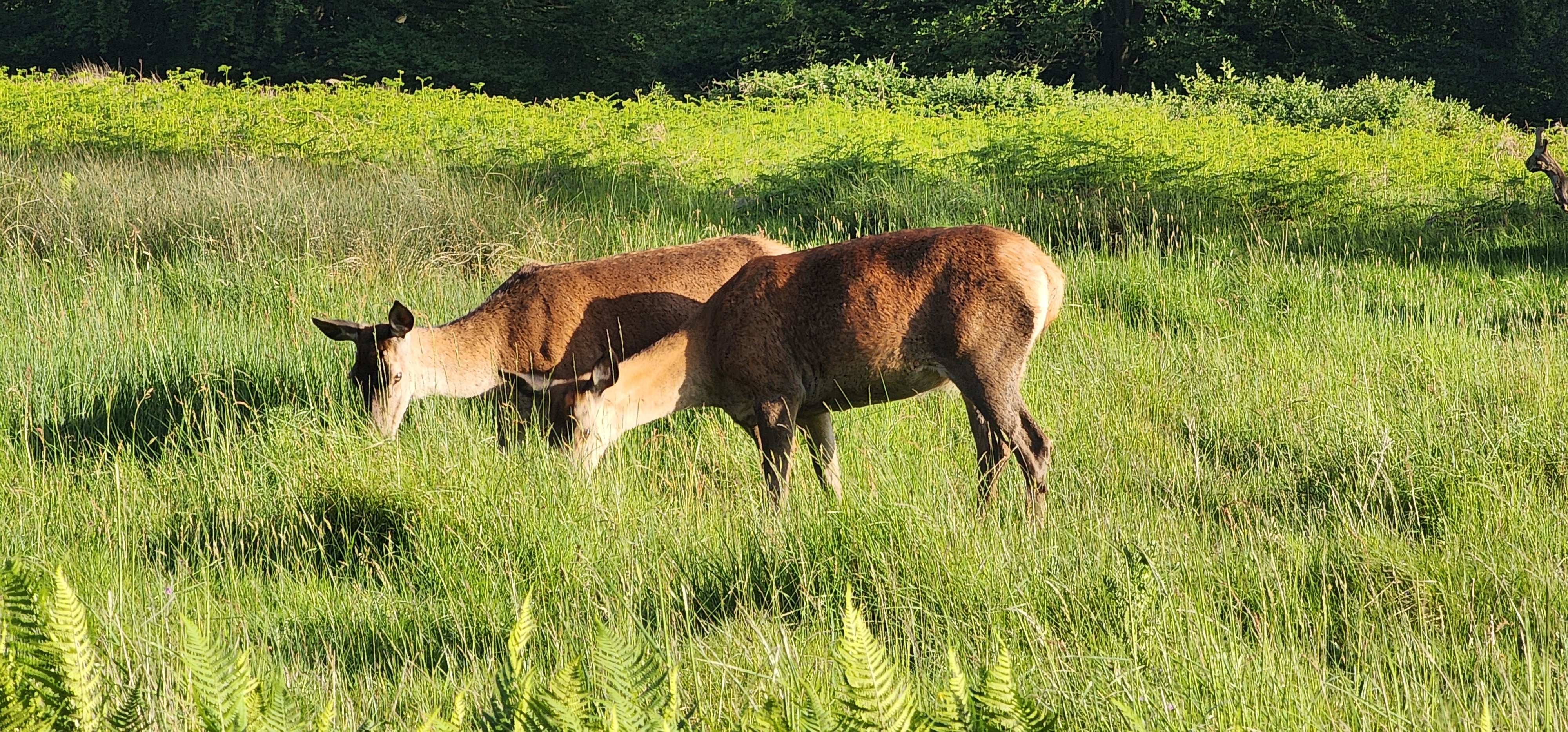 Richmond Park 107