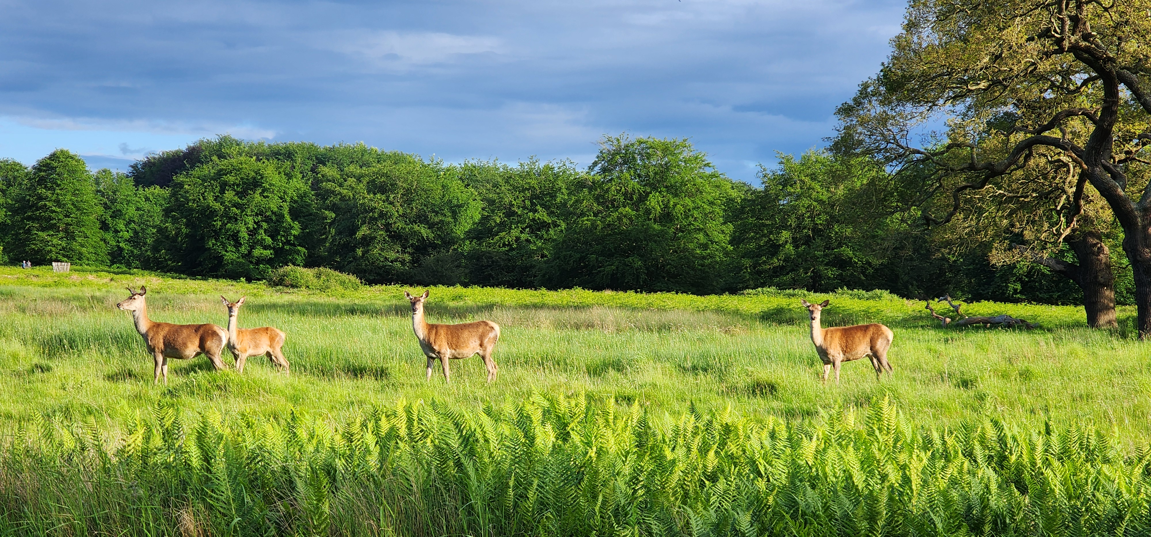 Richmond Park 108