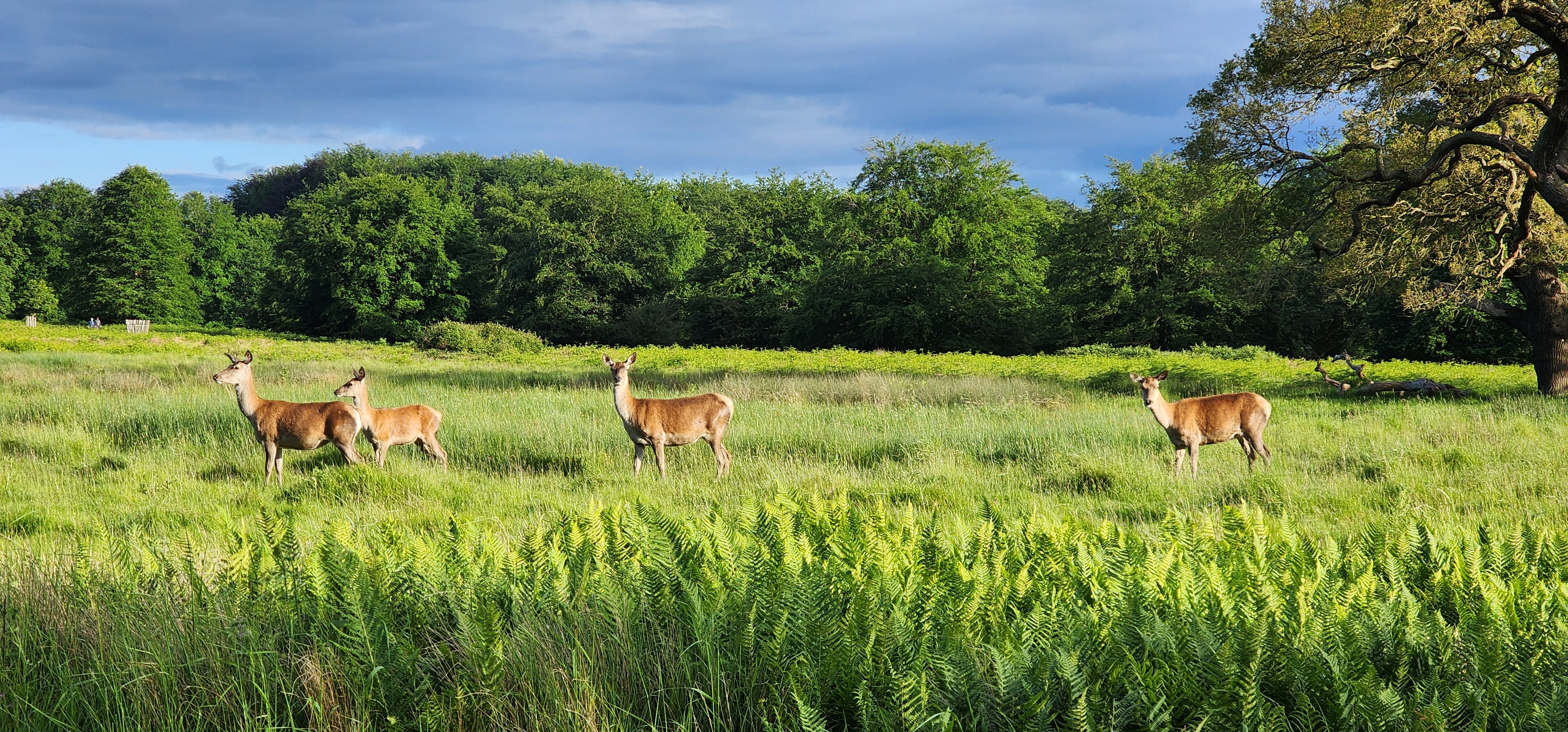Richmond Park 109