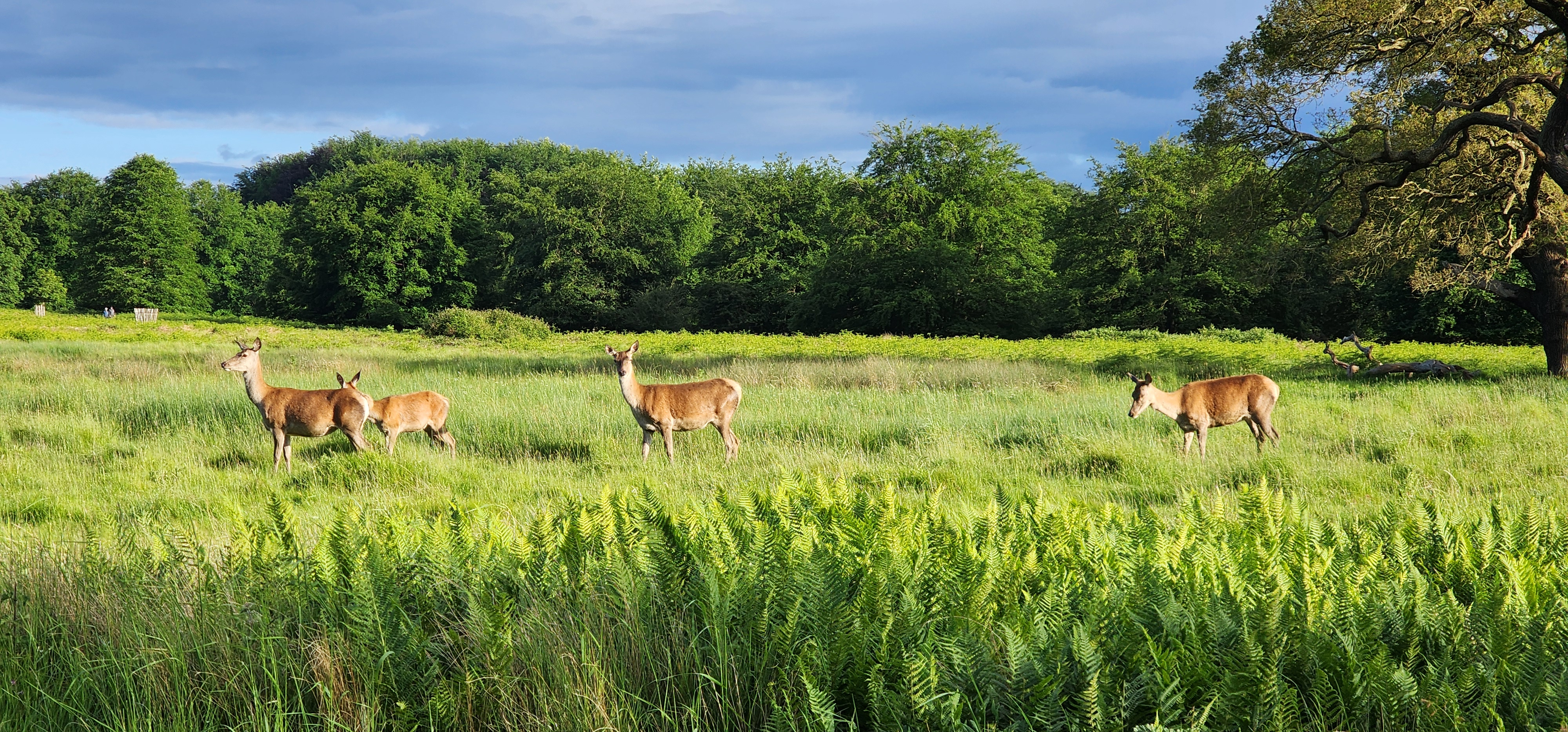 Richmond Park 110