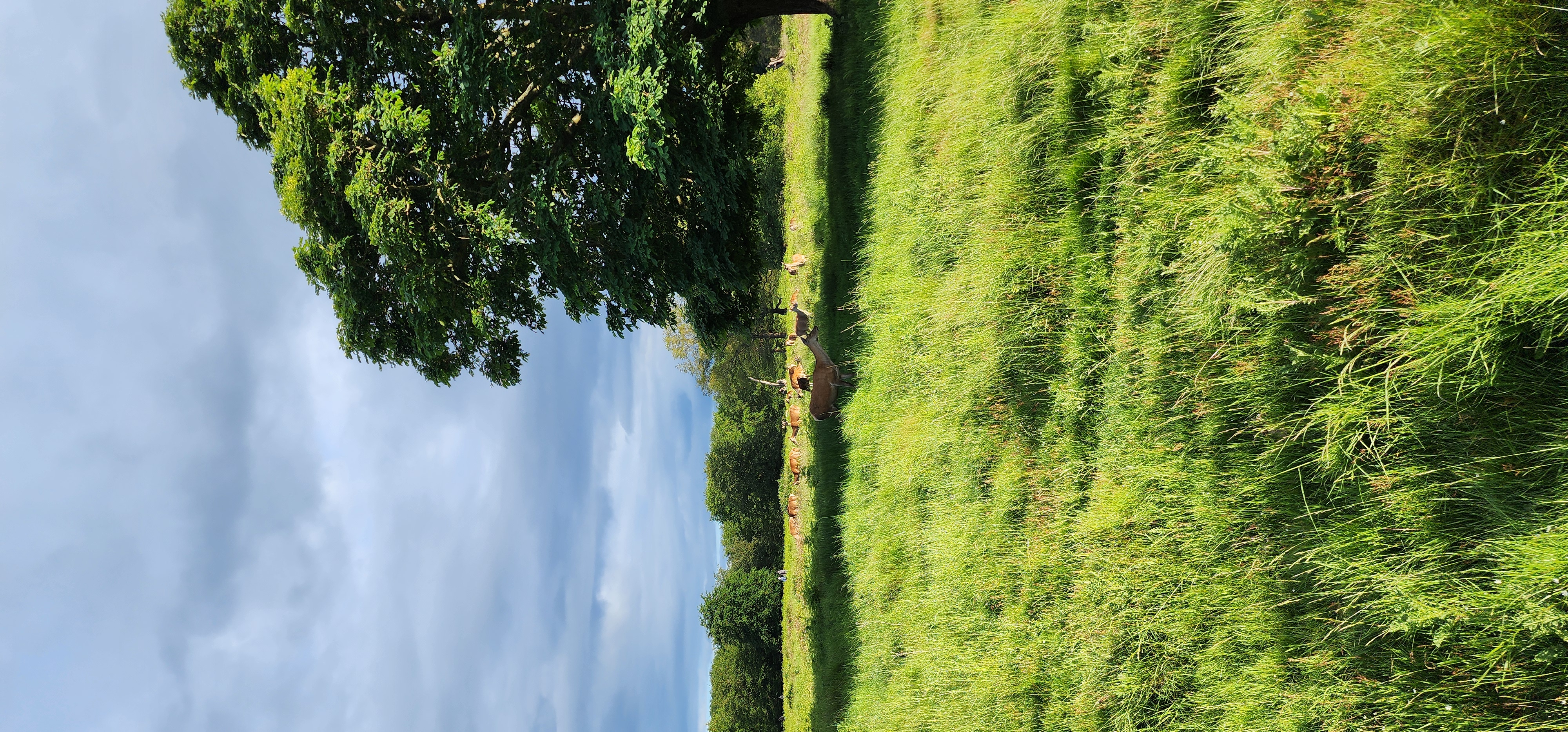 Richmond Park 111
