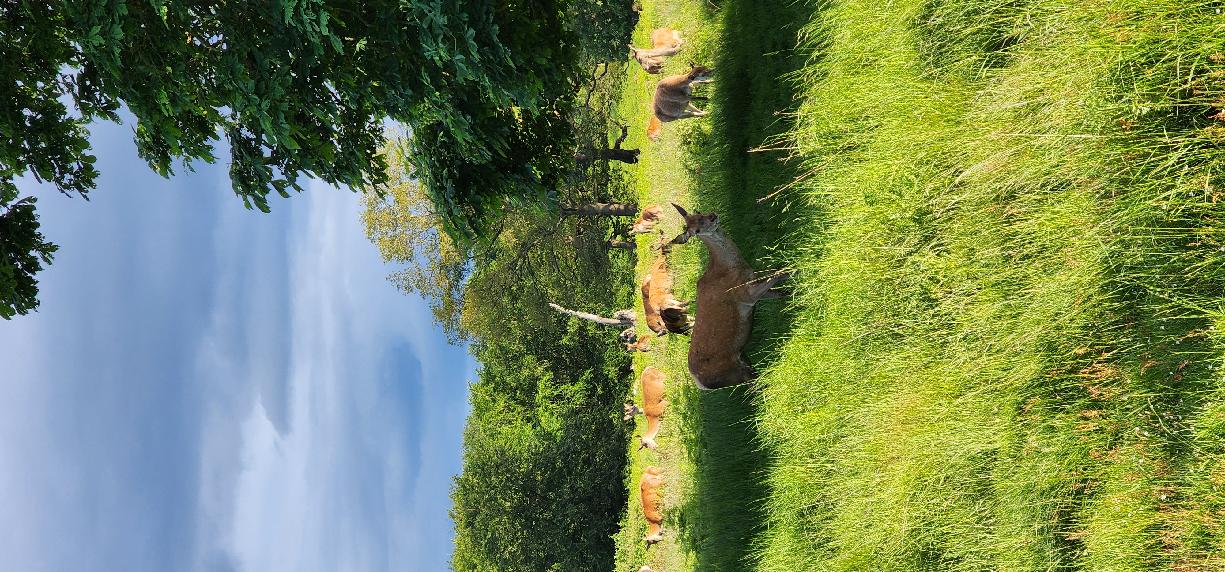 Richmond Park 112