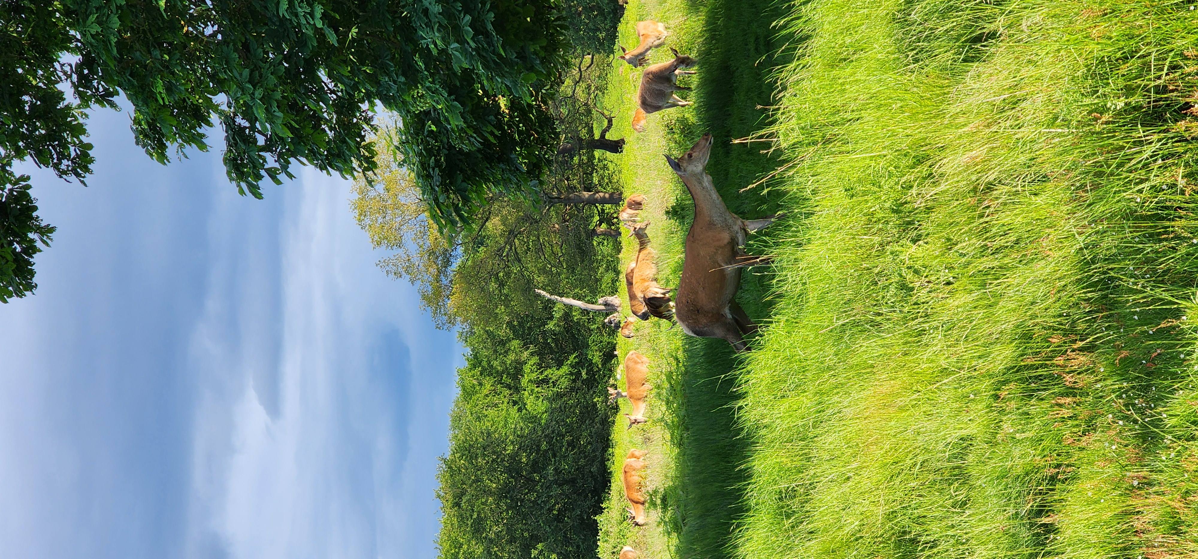 Richmond Park 113