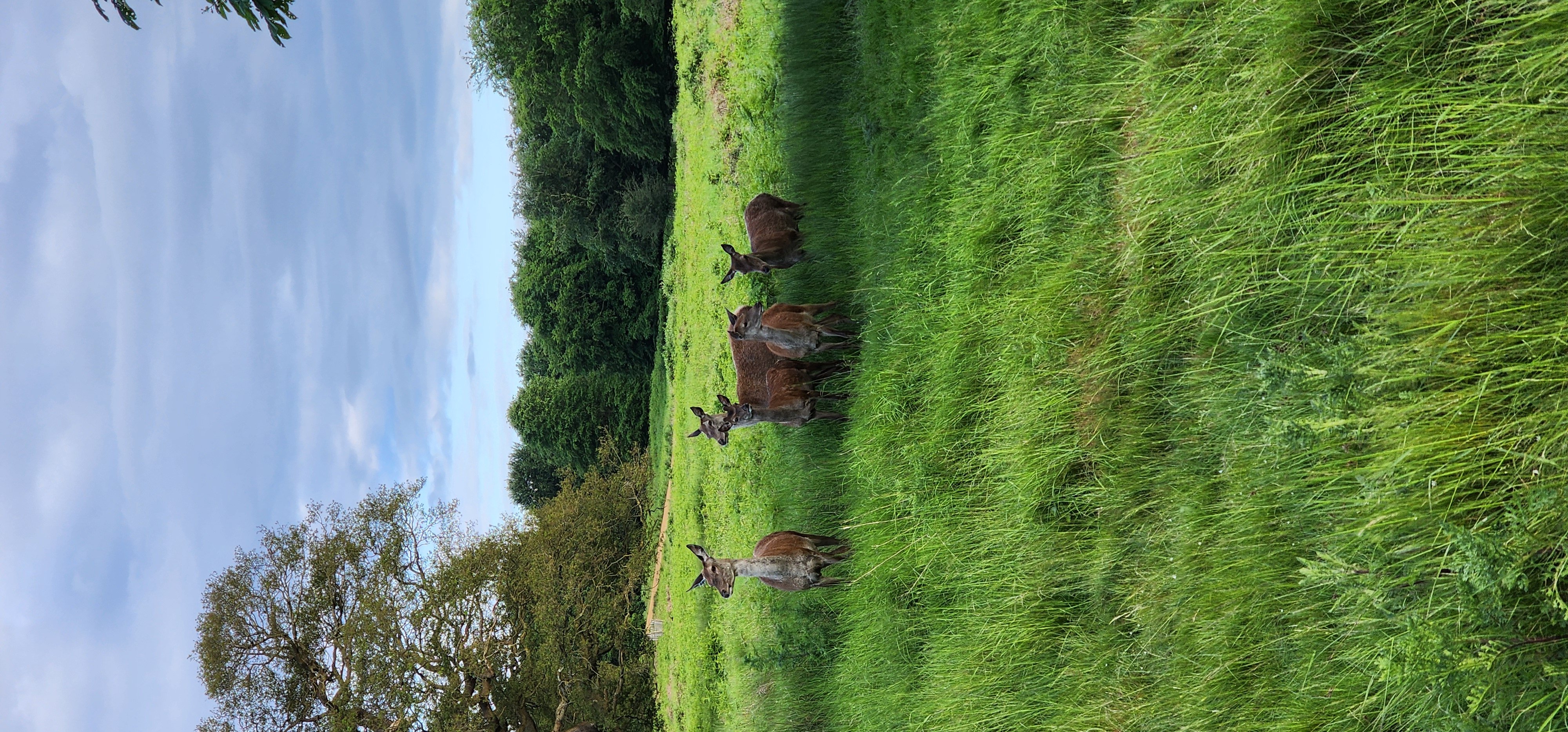 Richmond Park 114