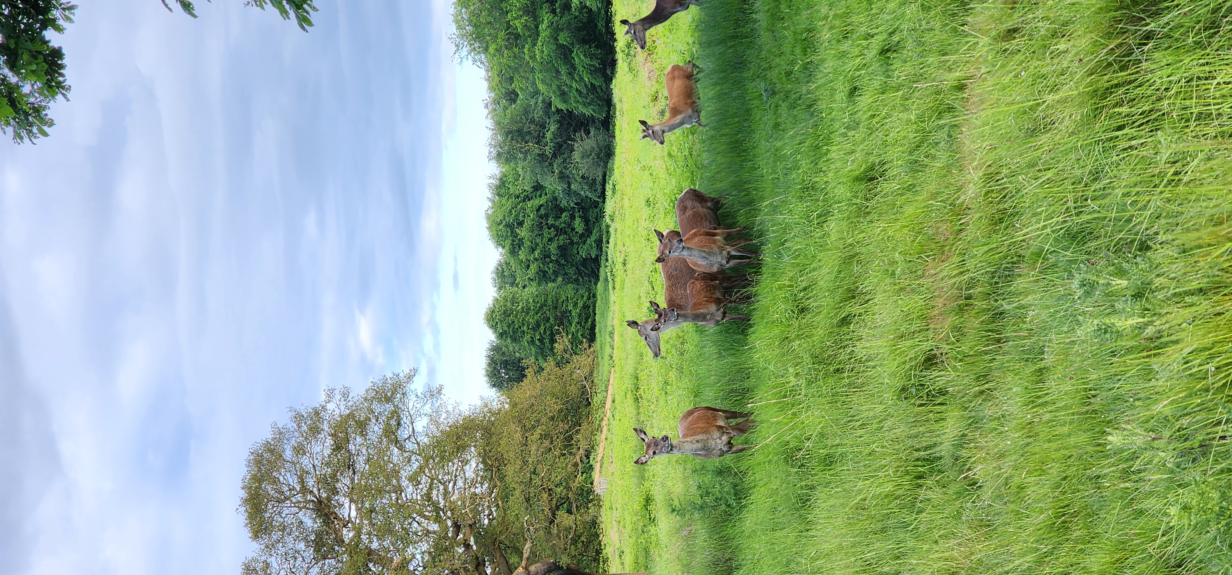 Richmond Park 115