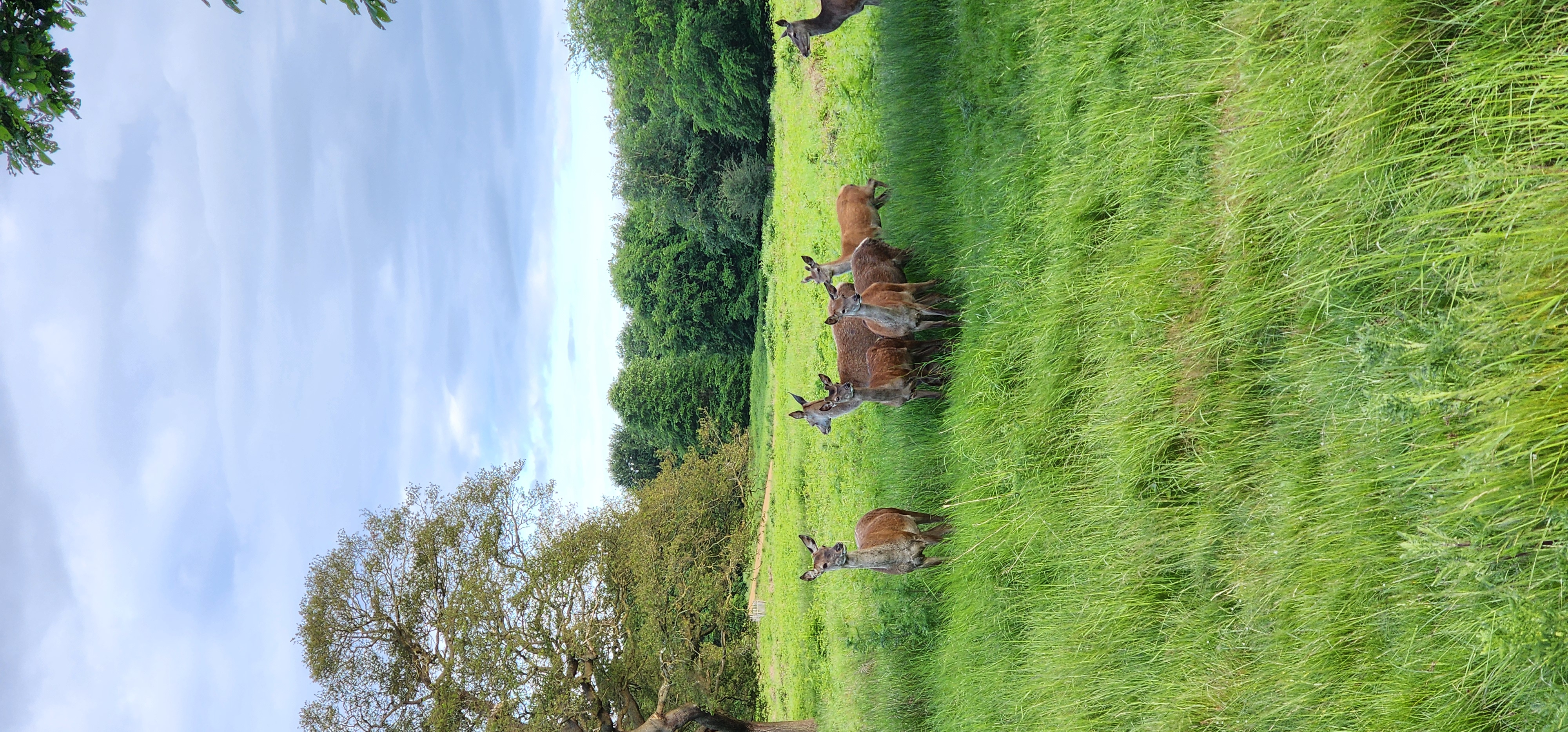 Richmond Park 116