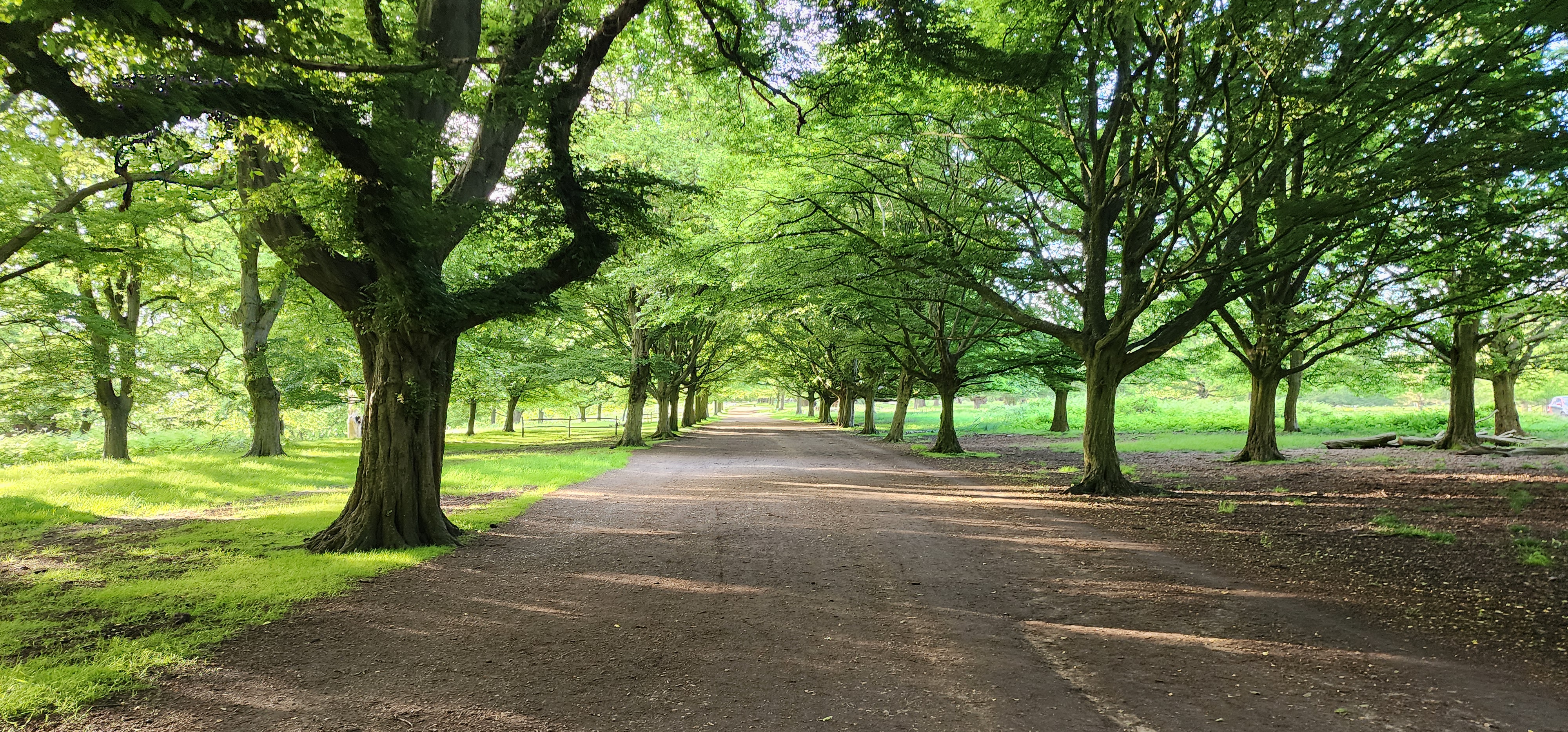 Richmond Park 117