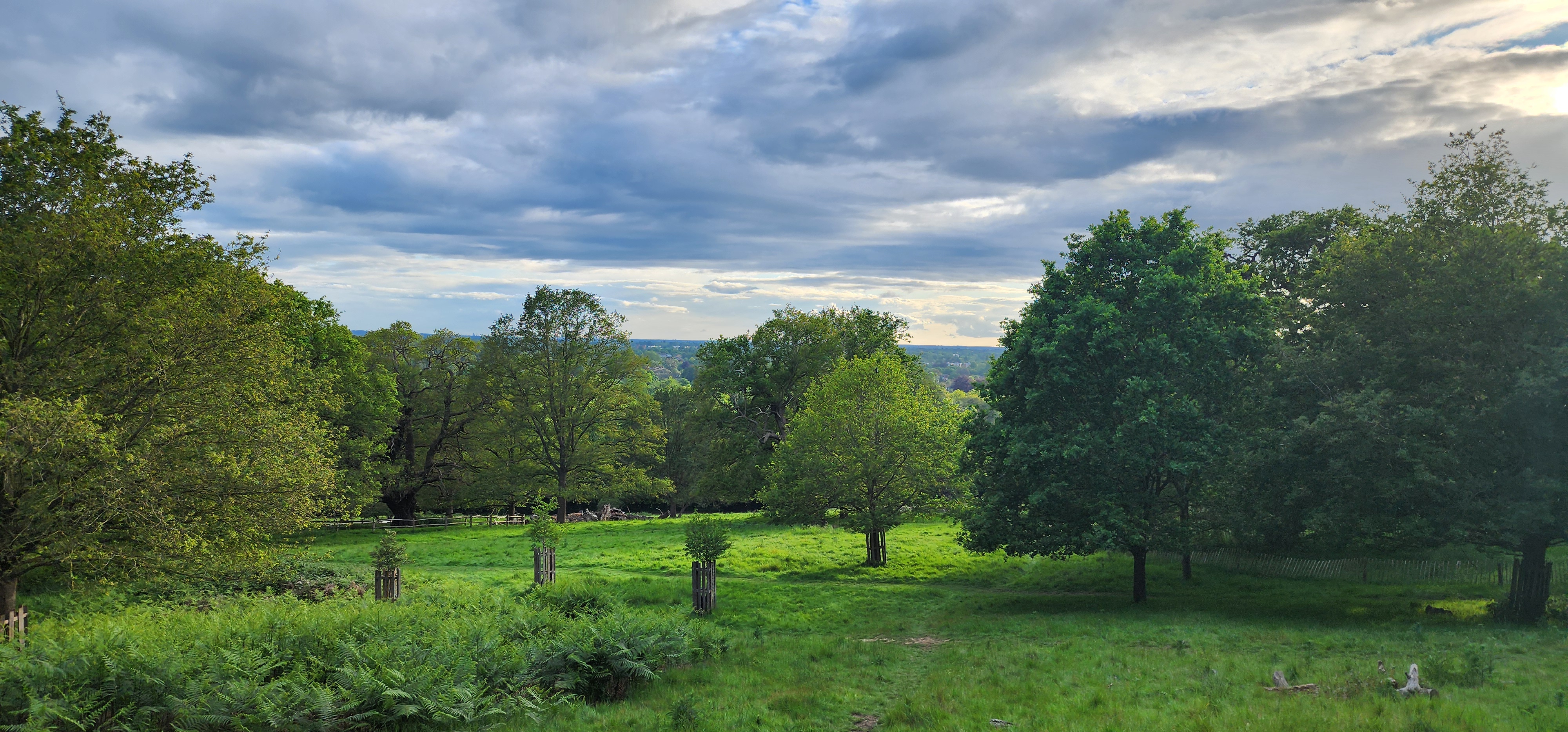 Richmond Park 118