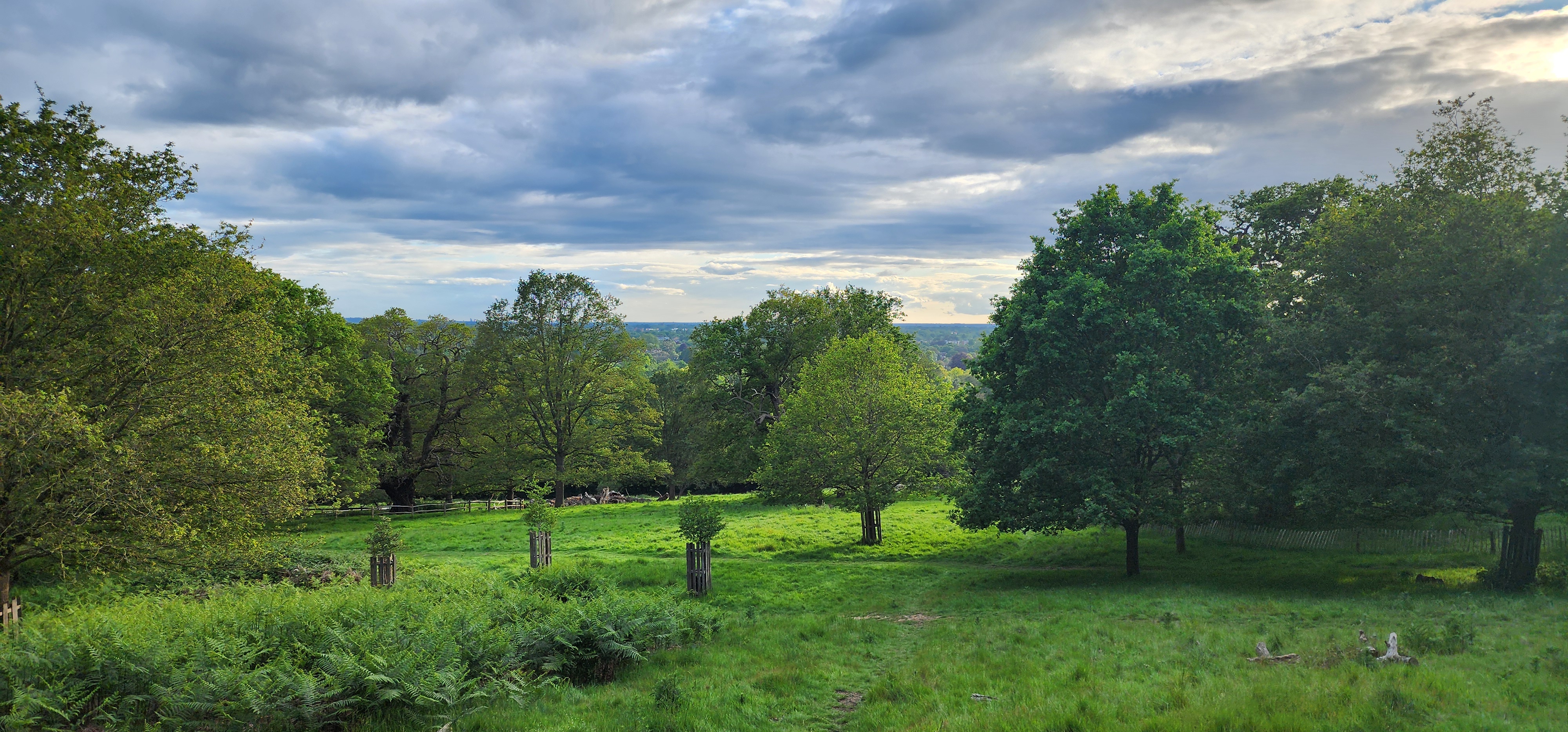 Richmond Park 119