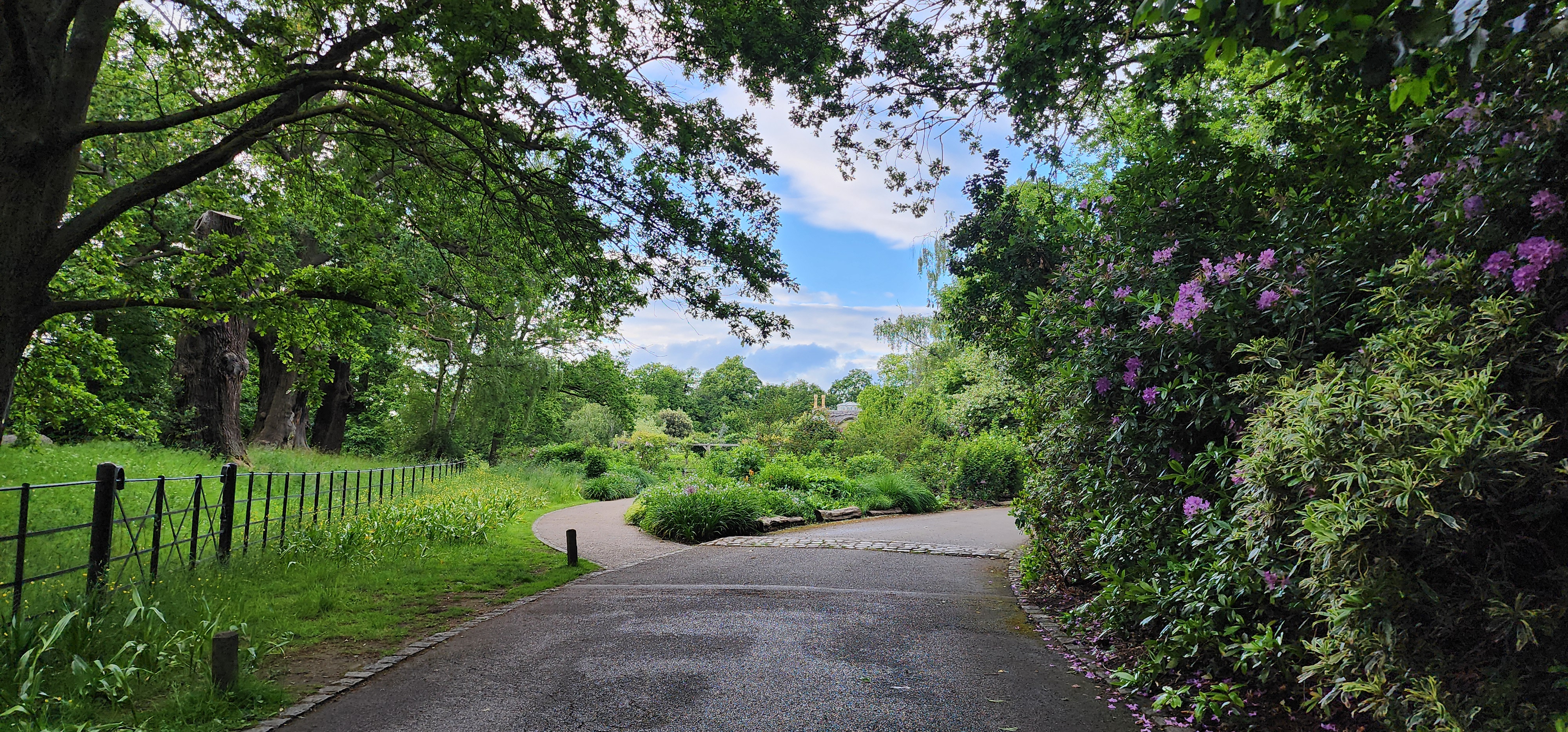 Richmond Park 139