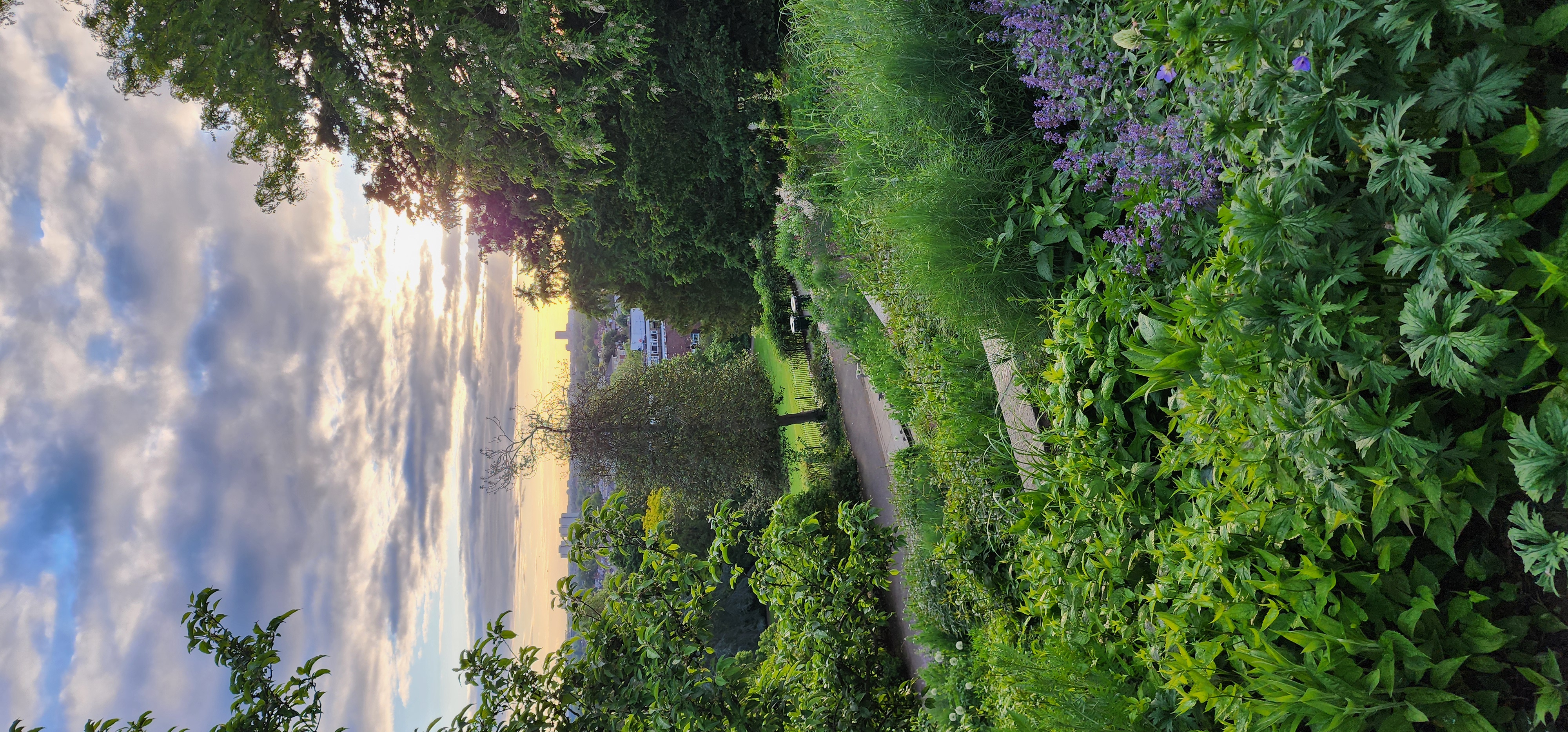 Richmond Park 186