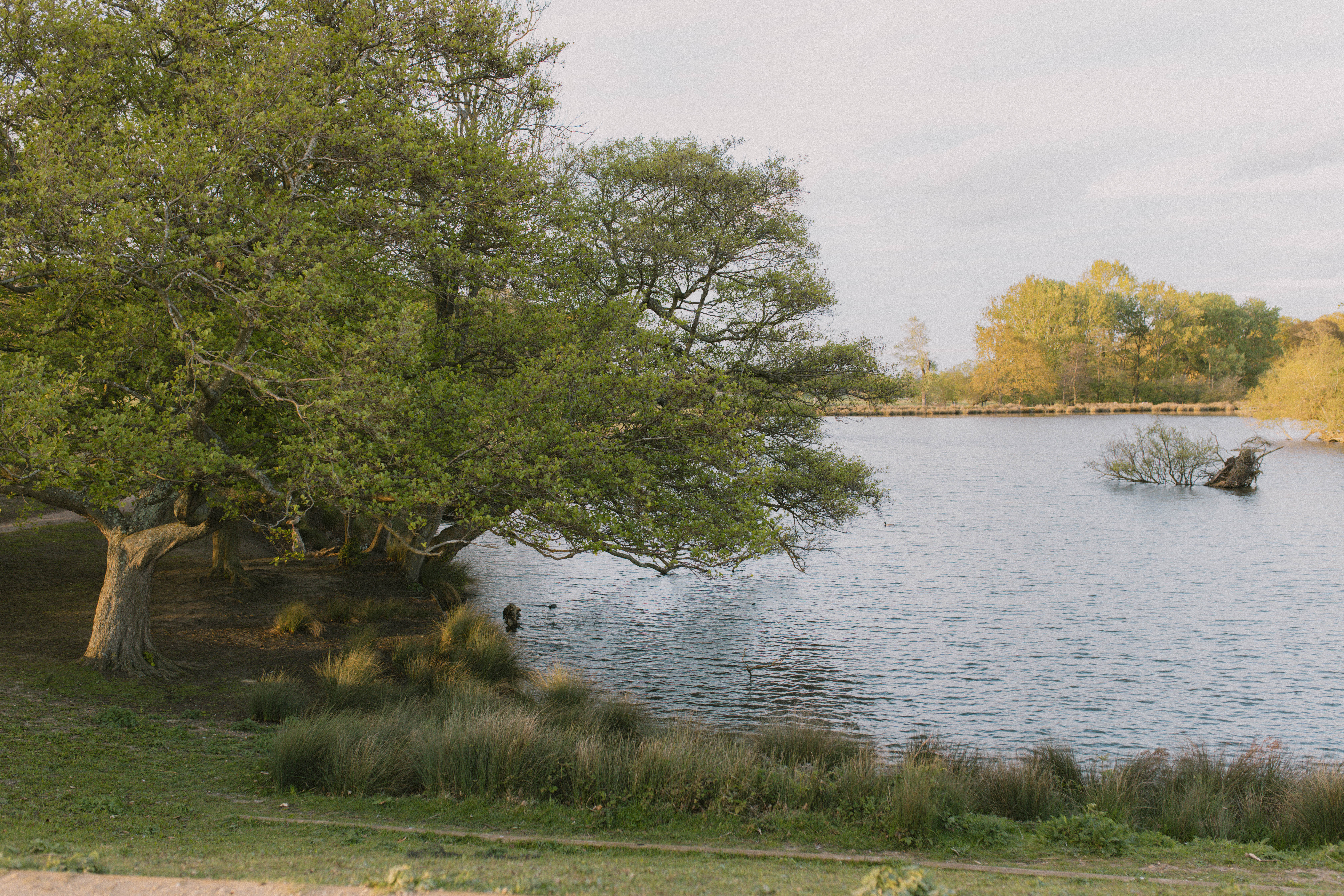 Richmond Park 1
