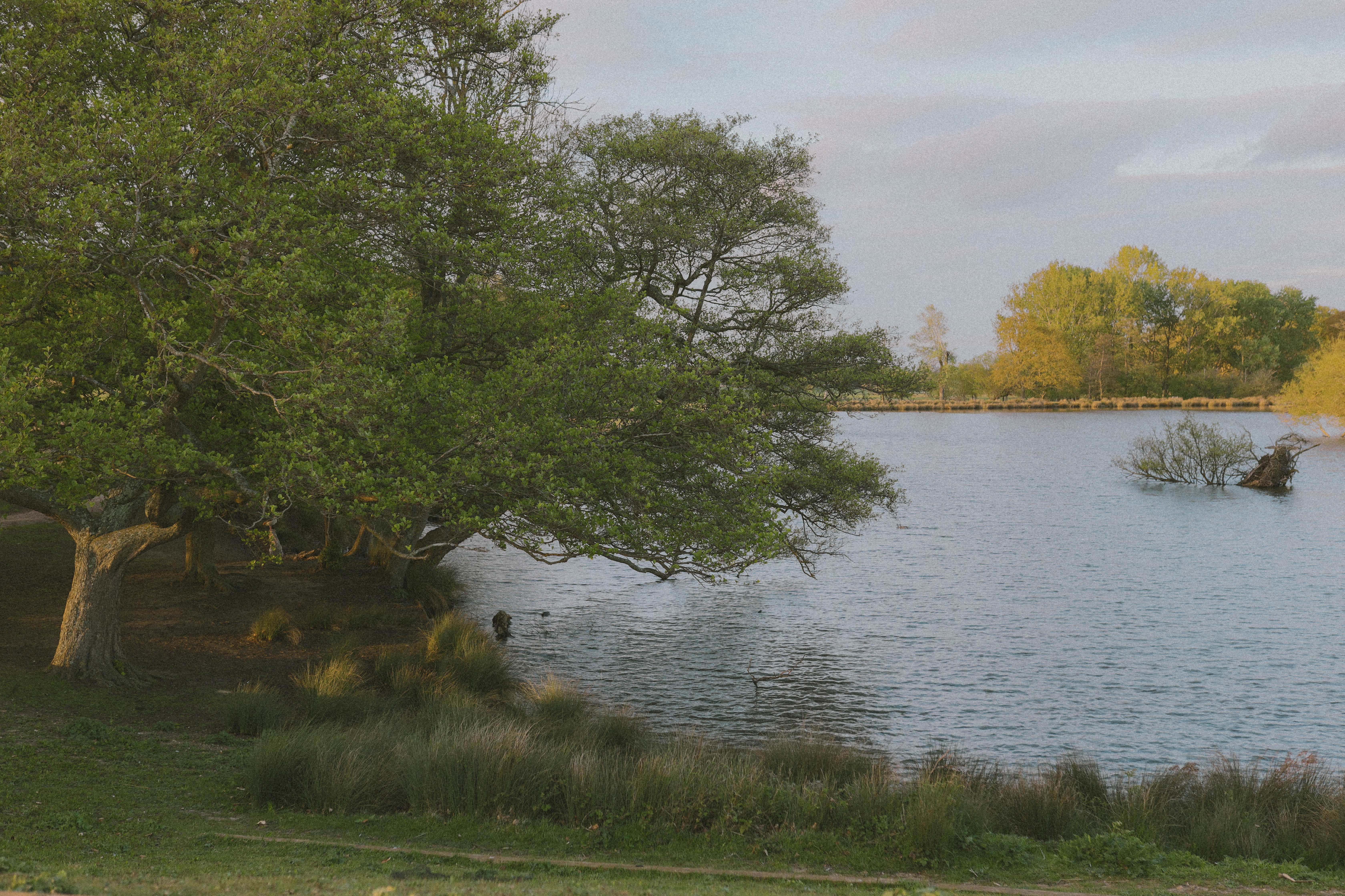 Richmond Park 3