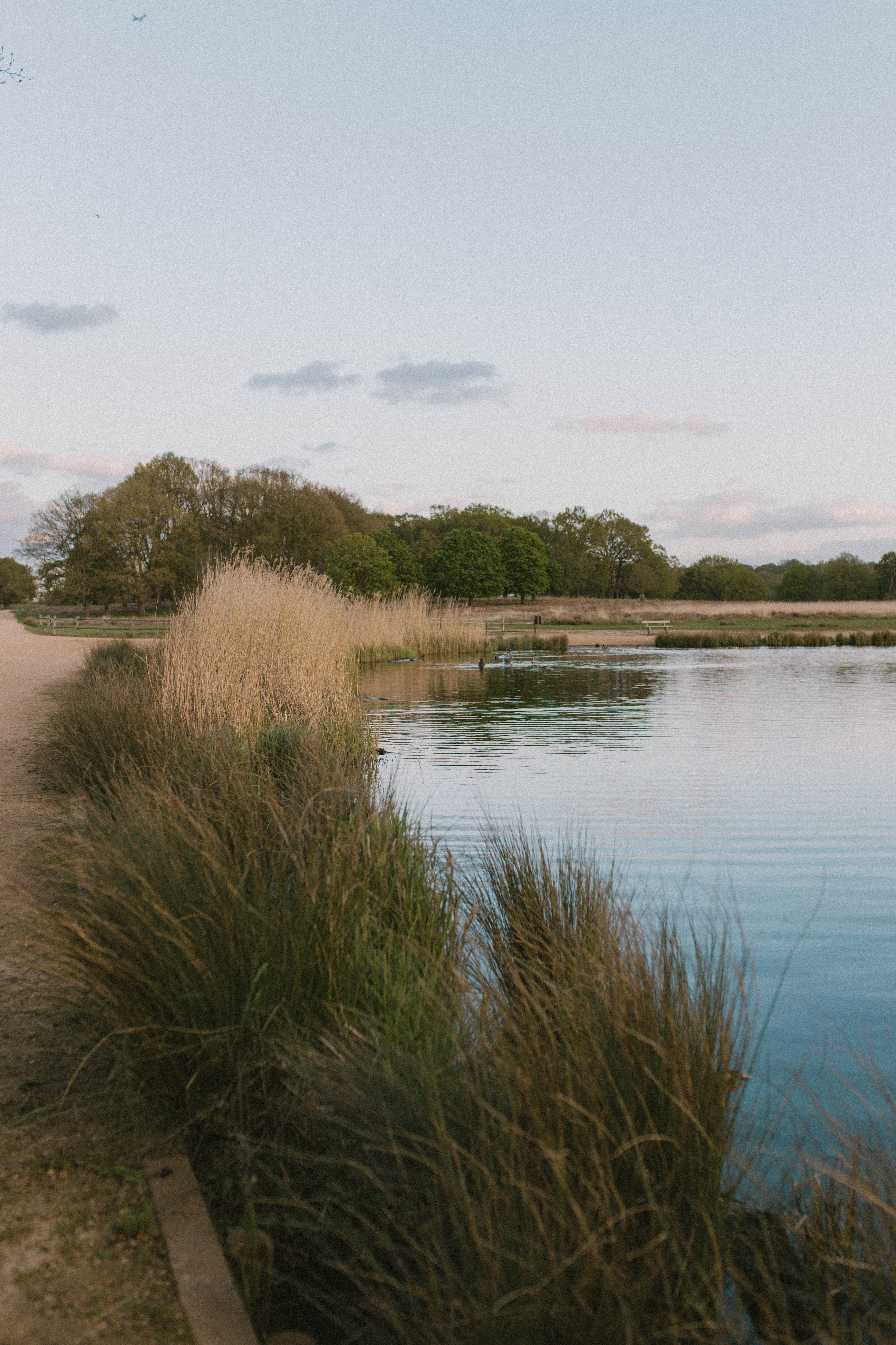 Richmond Park 19