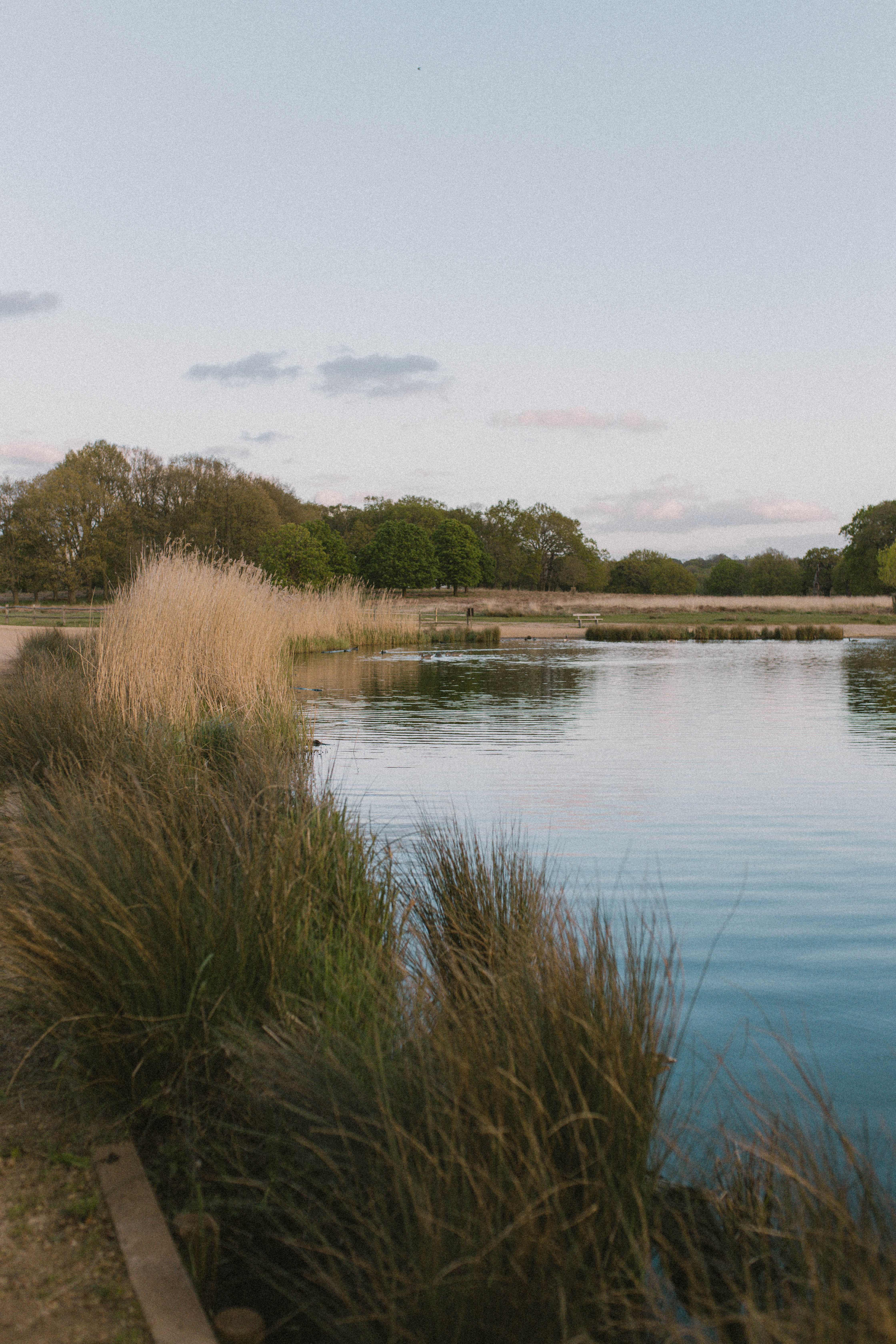 Richmond Park 20