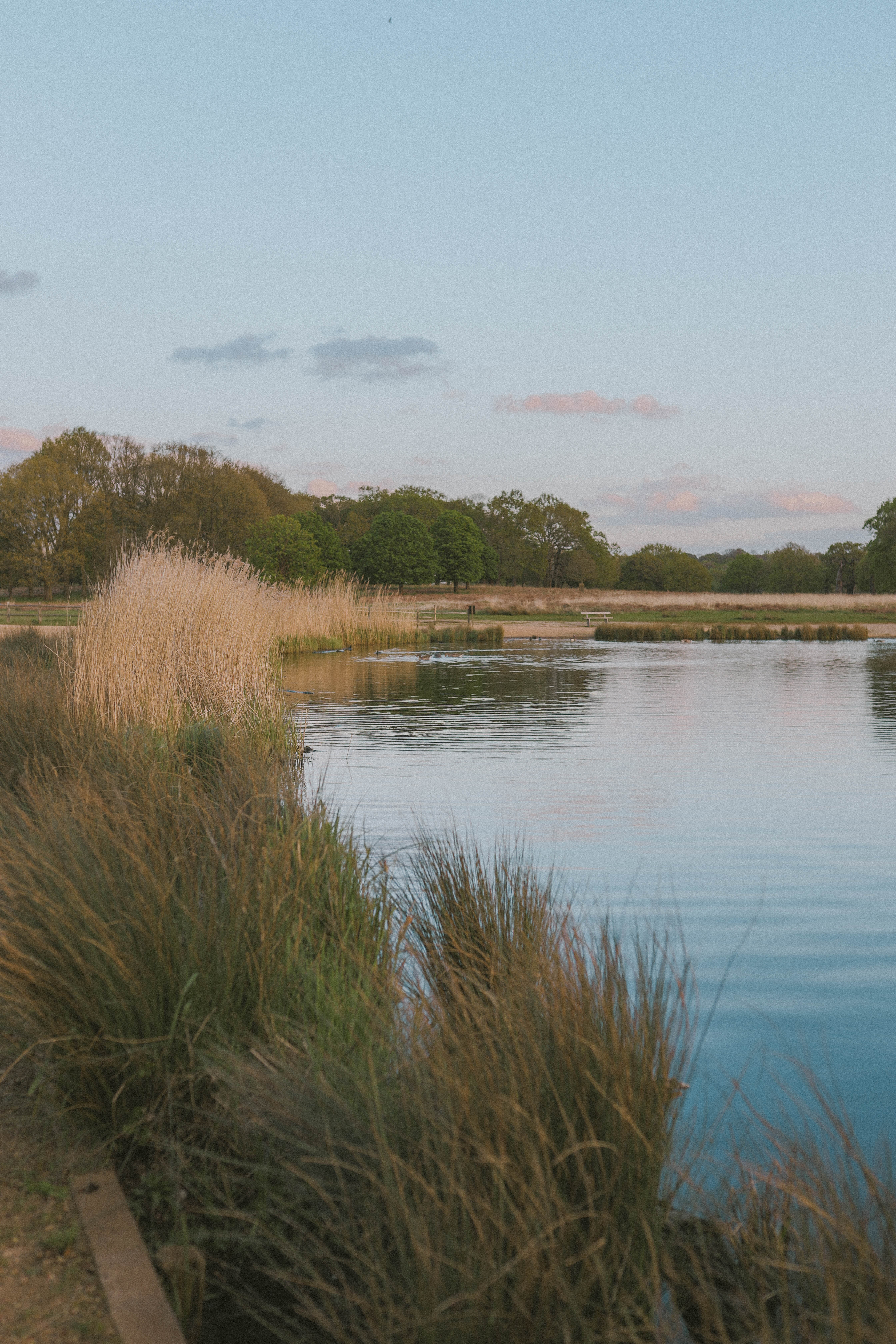 Richmond Park 21