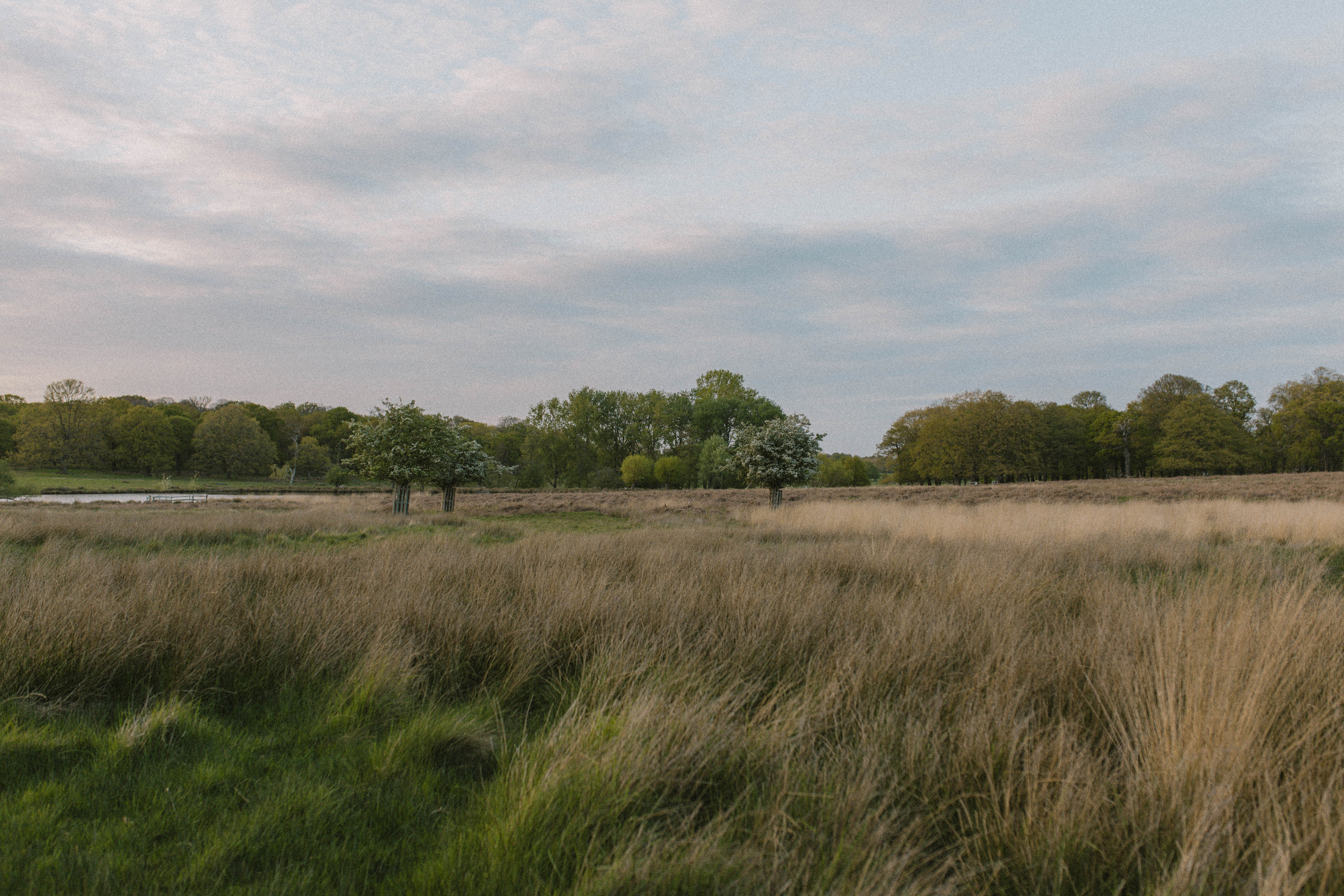 Richmond Park 30
