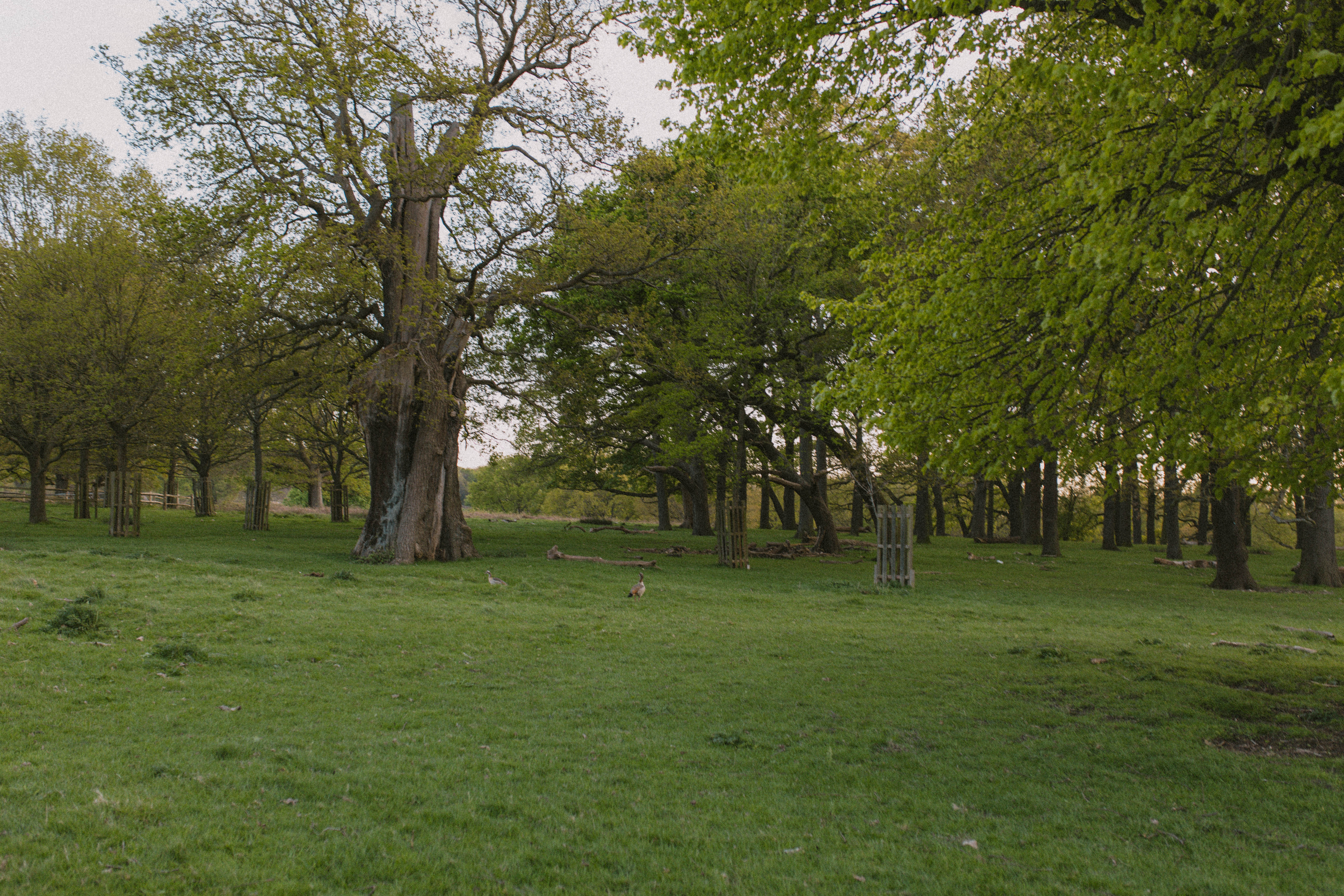 Richmond Park 37