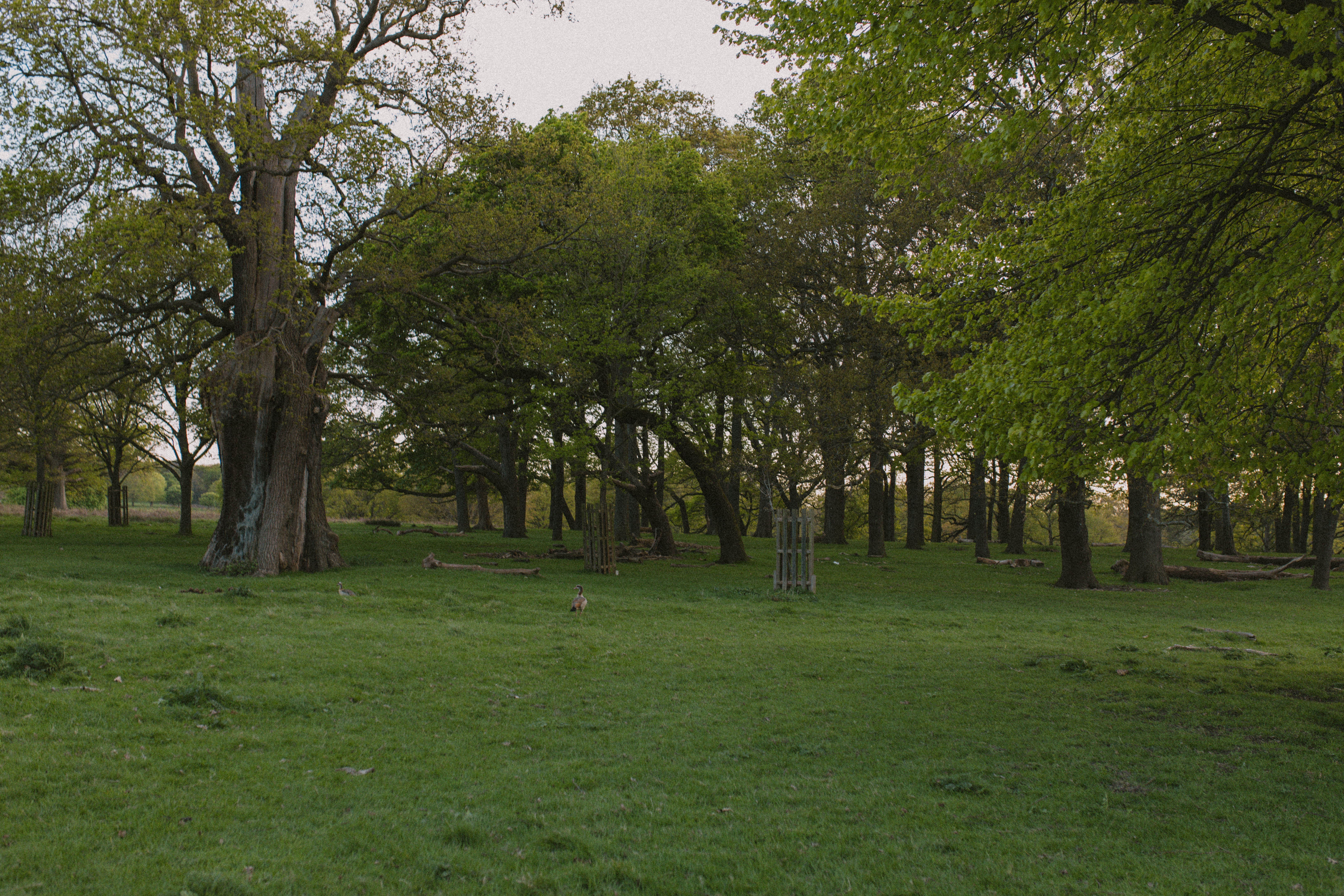Richmond Park 38