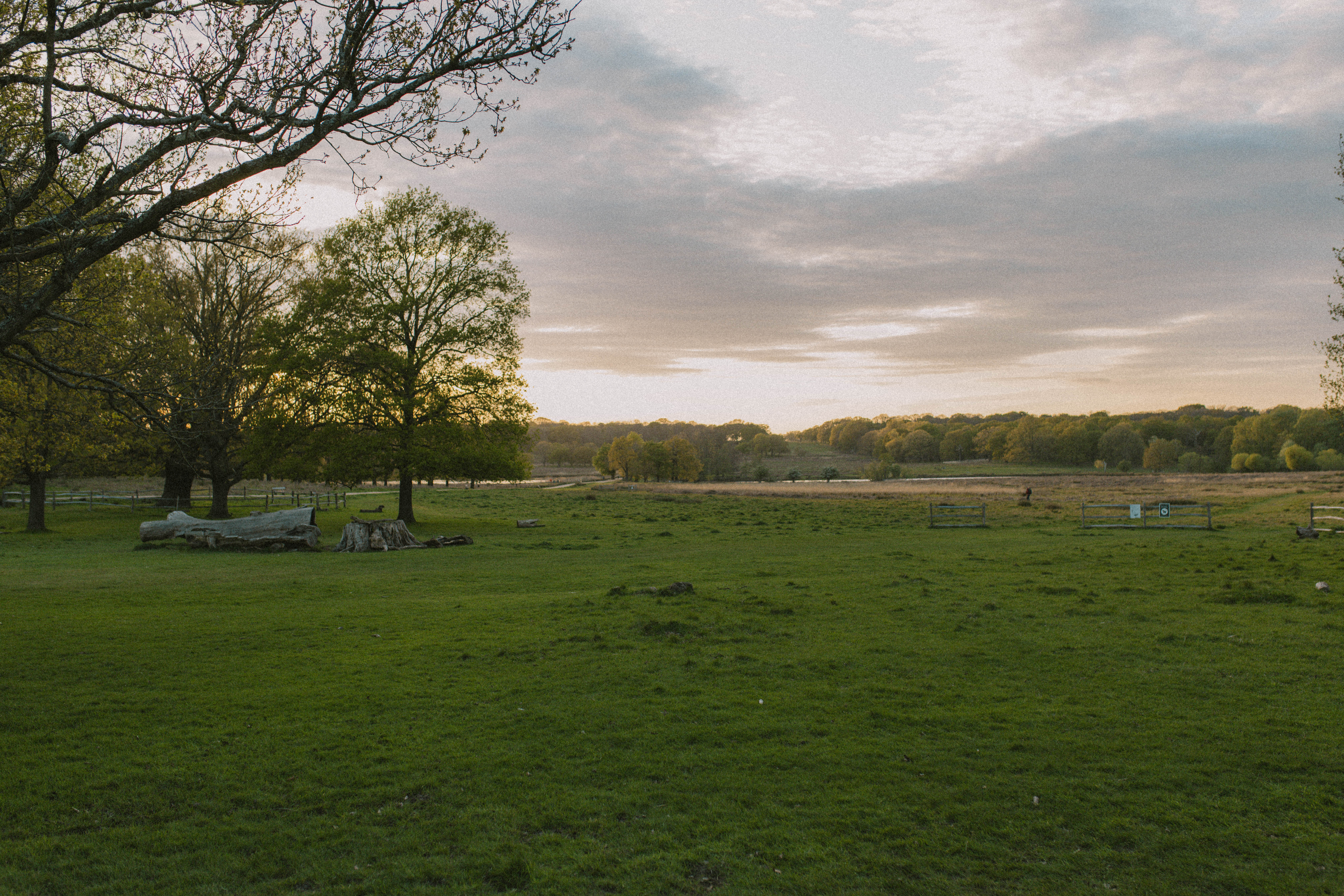 Richmond Park 42