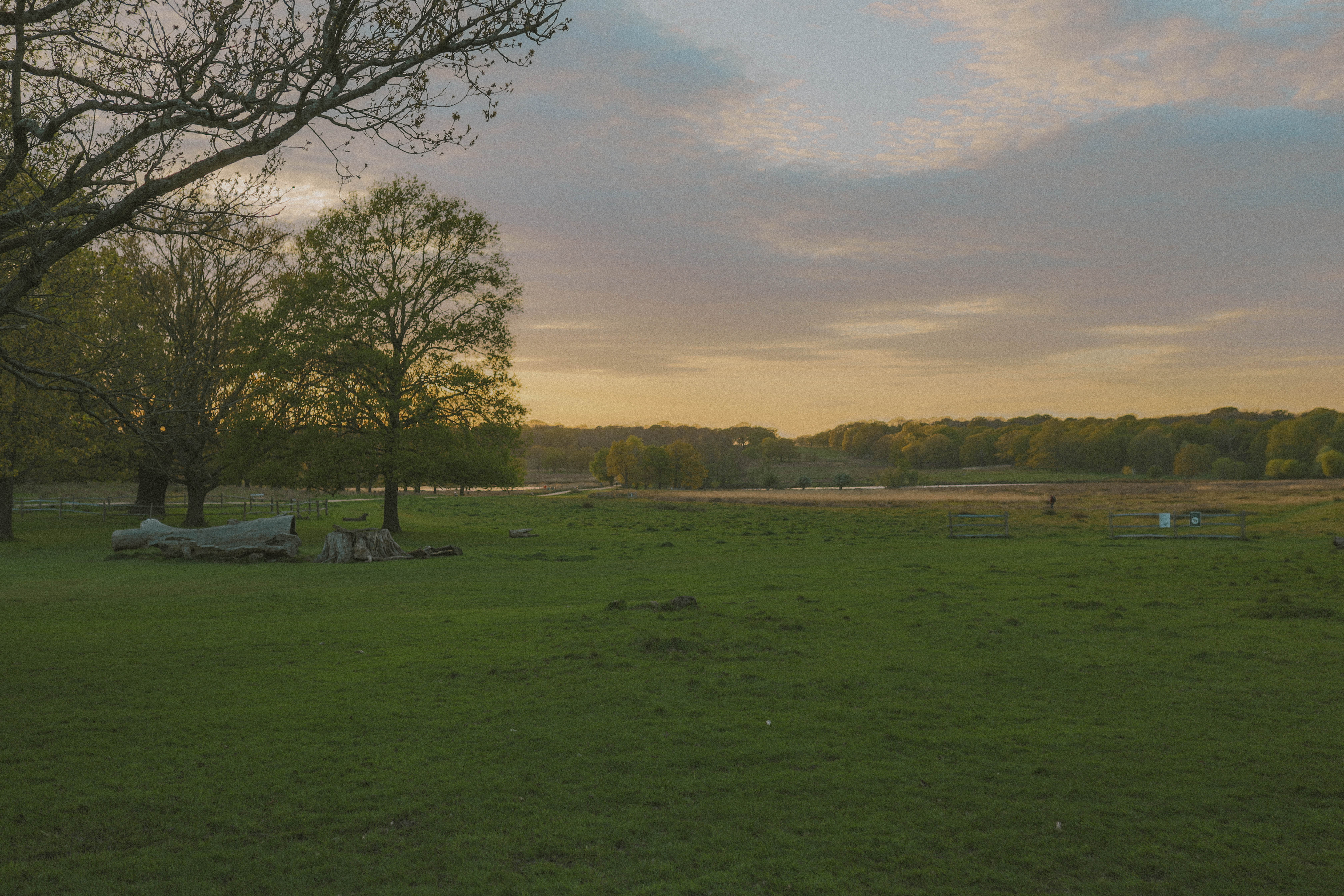Richmond Park 43