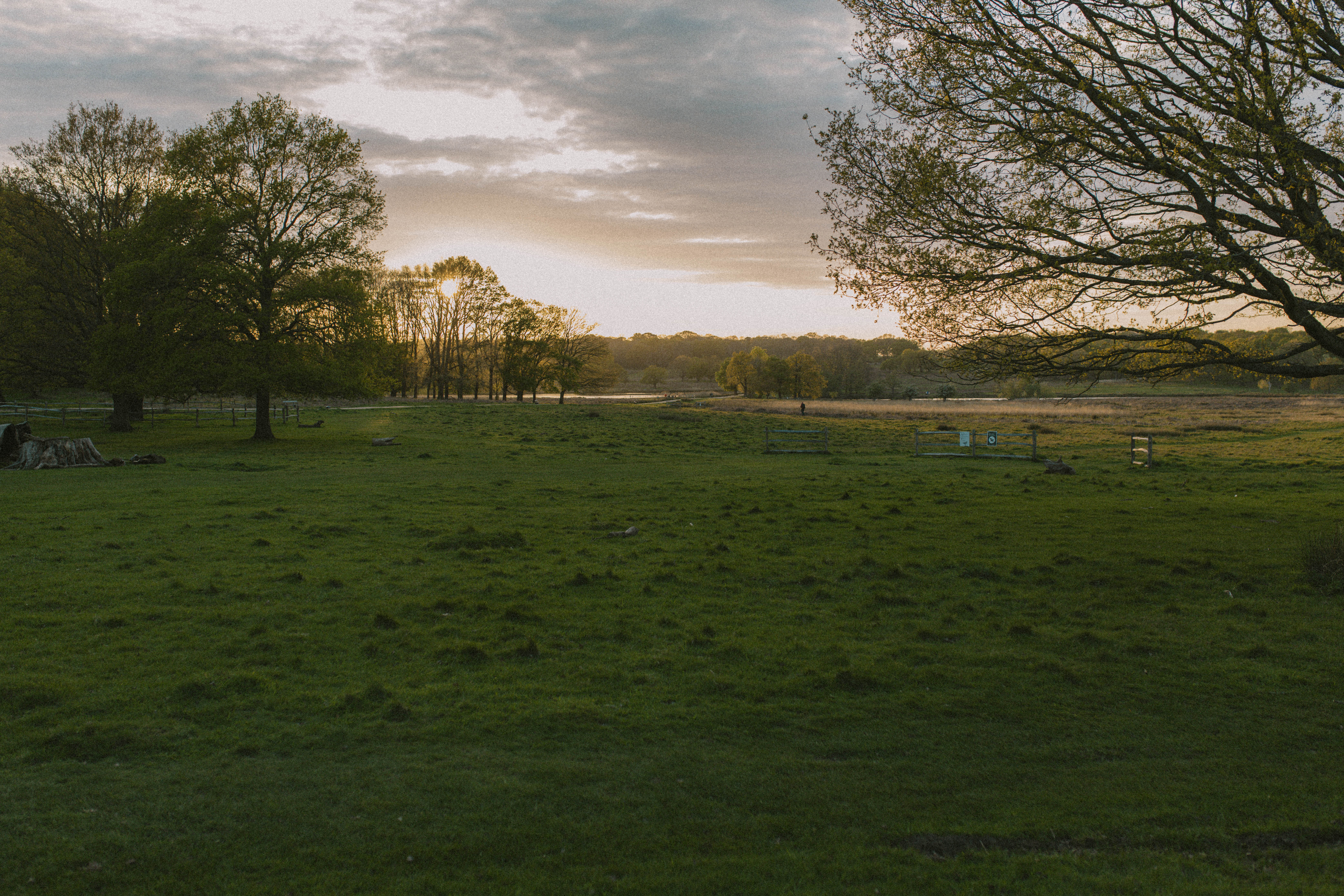 Richmond Park 45