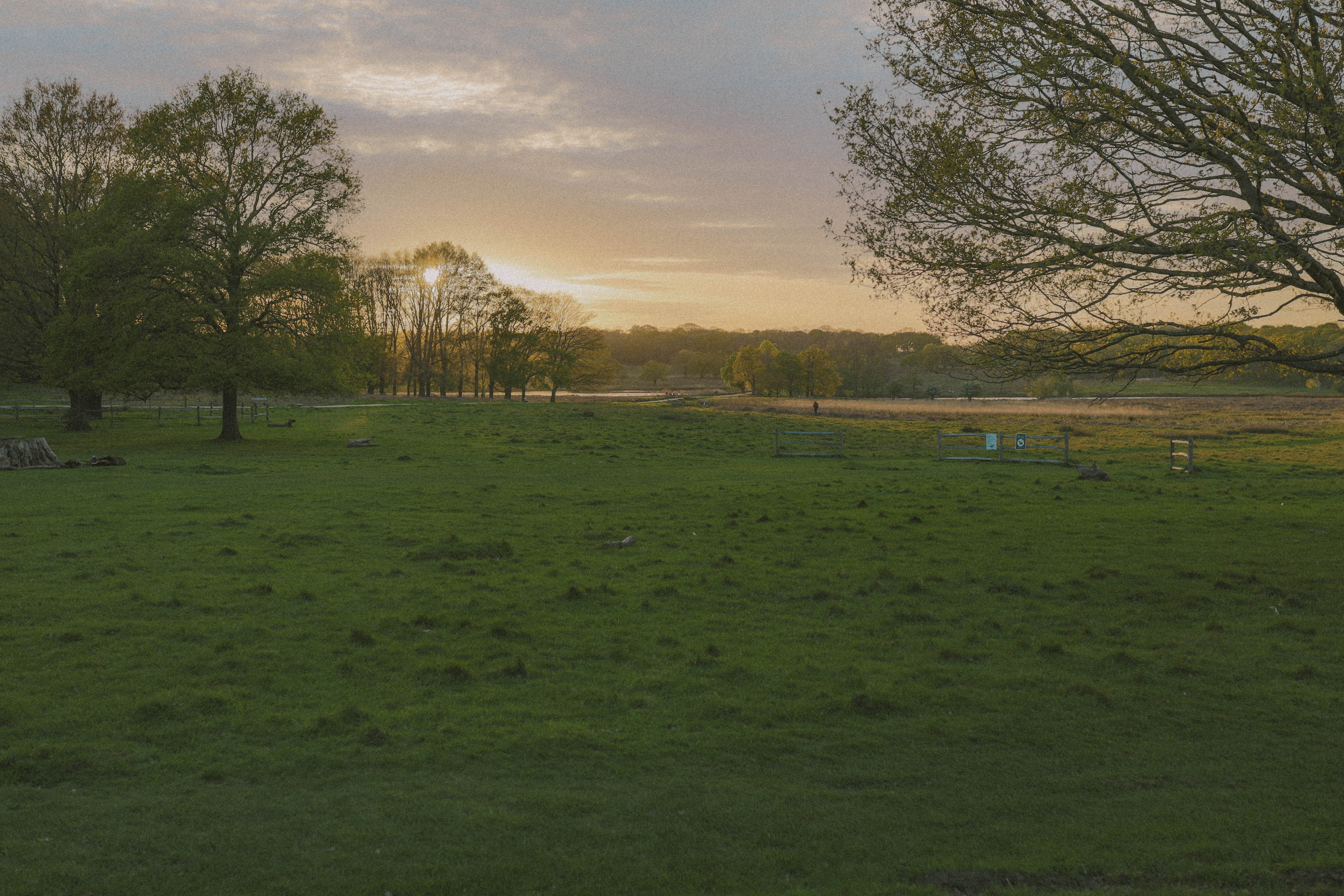Richmond Park 46