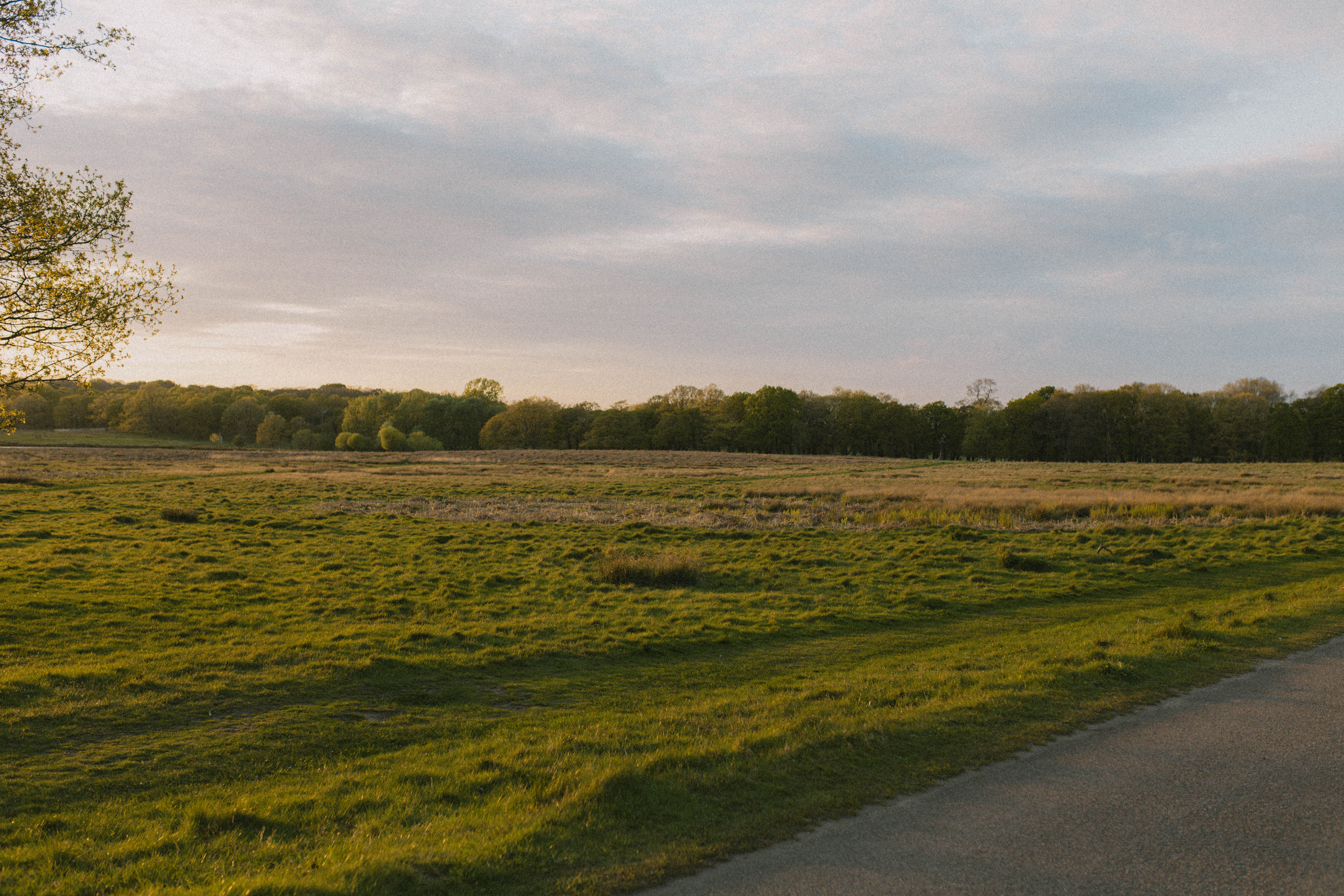 Richmond Park 48