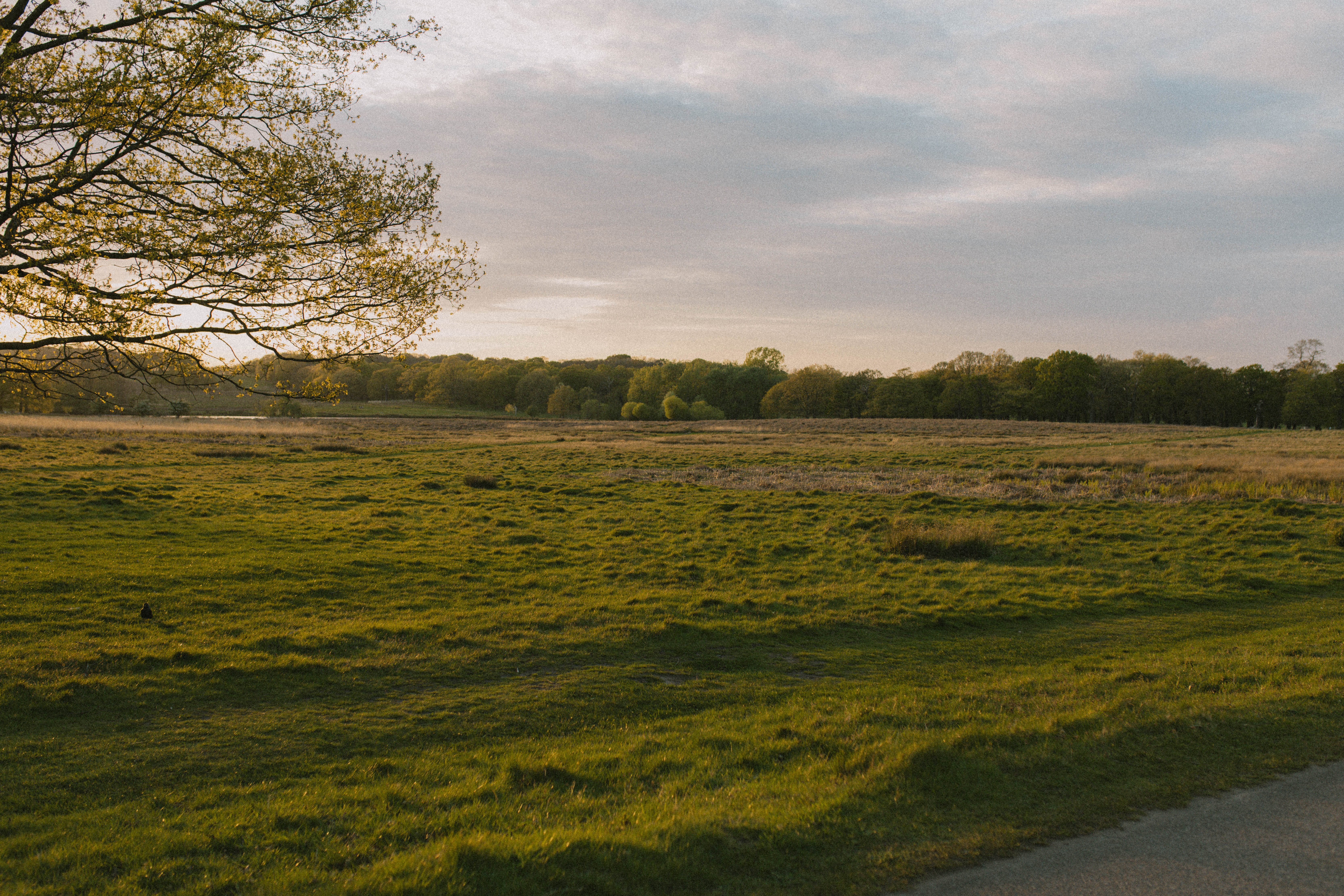 Richmond Park 49