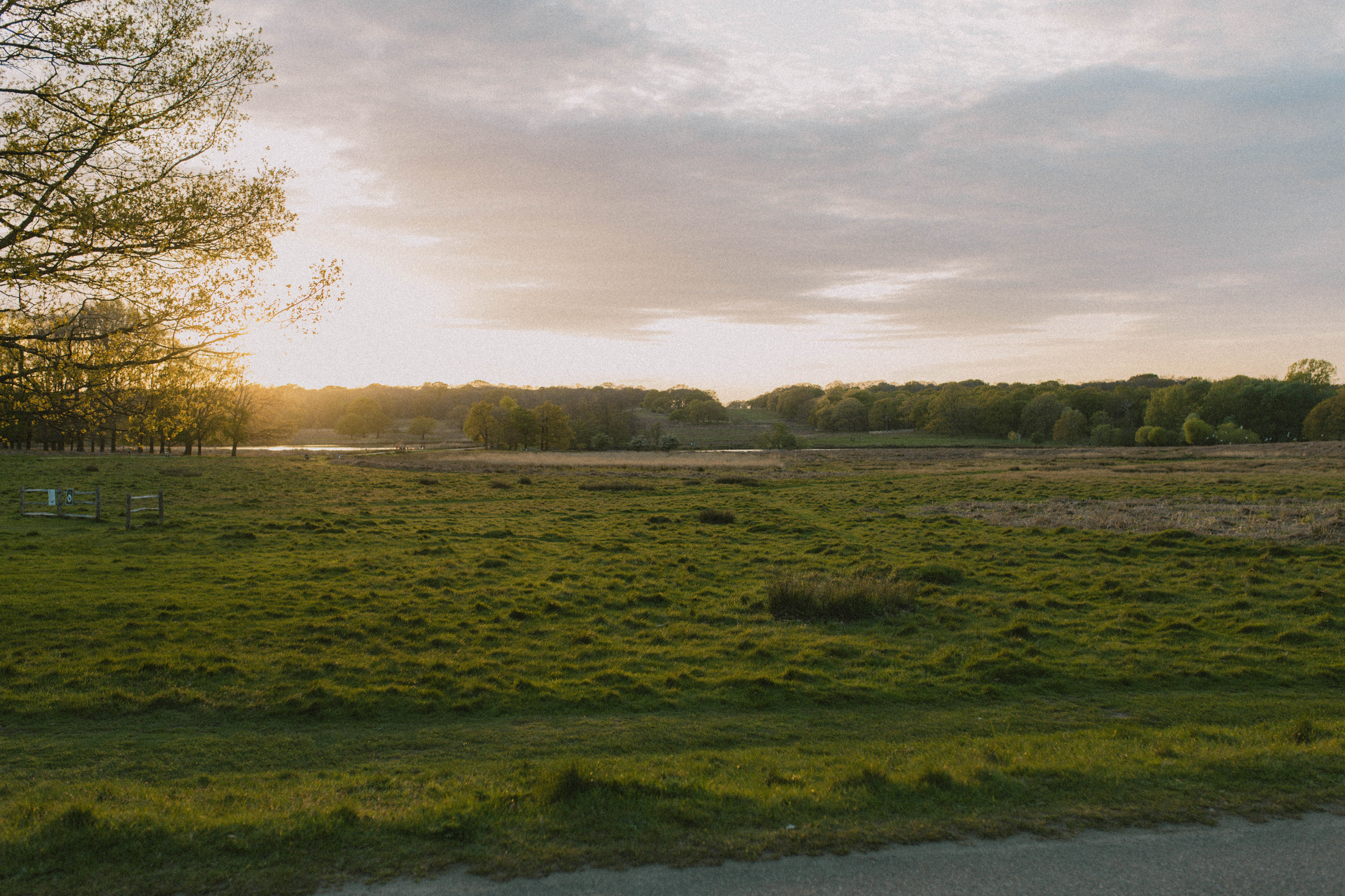 Richmond Park 50