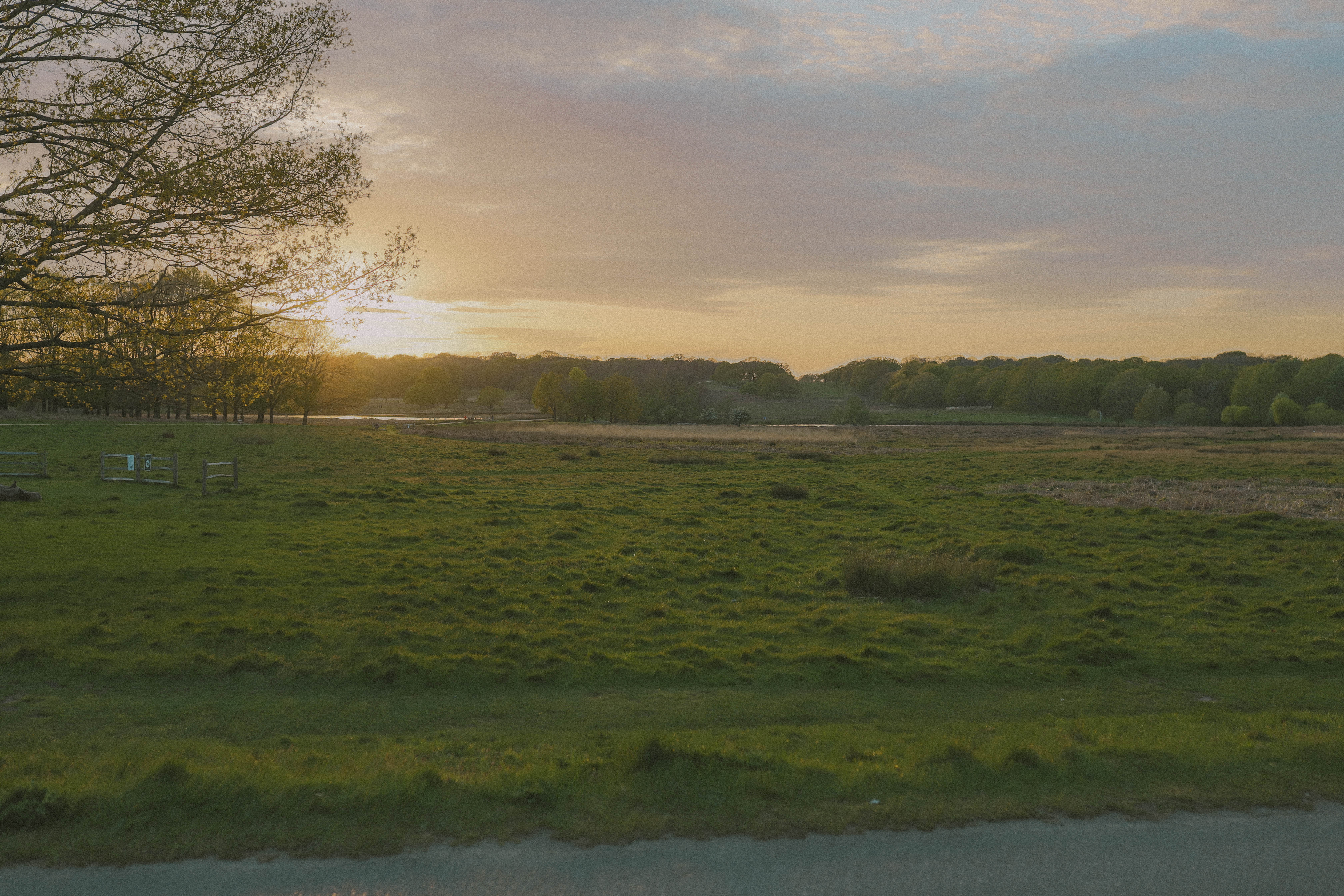Richmond Park 52