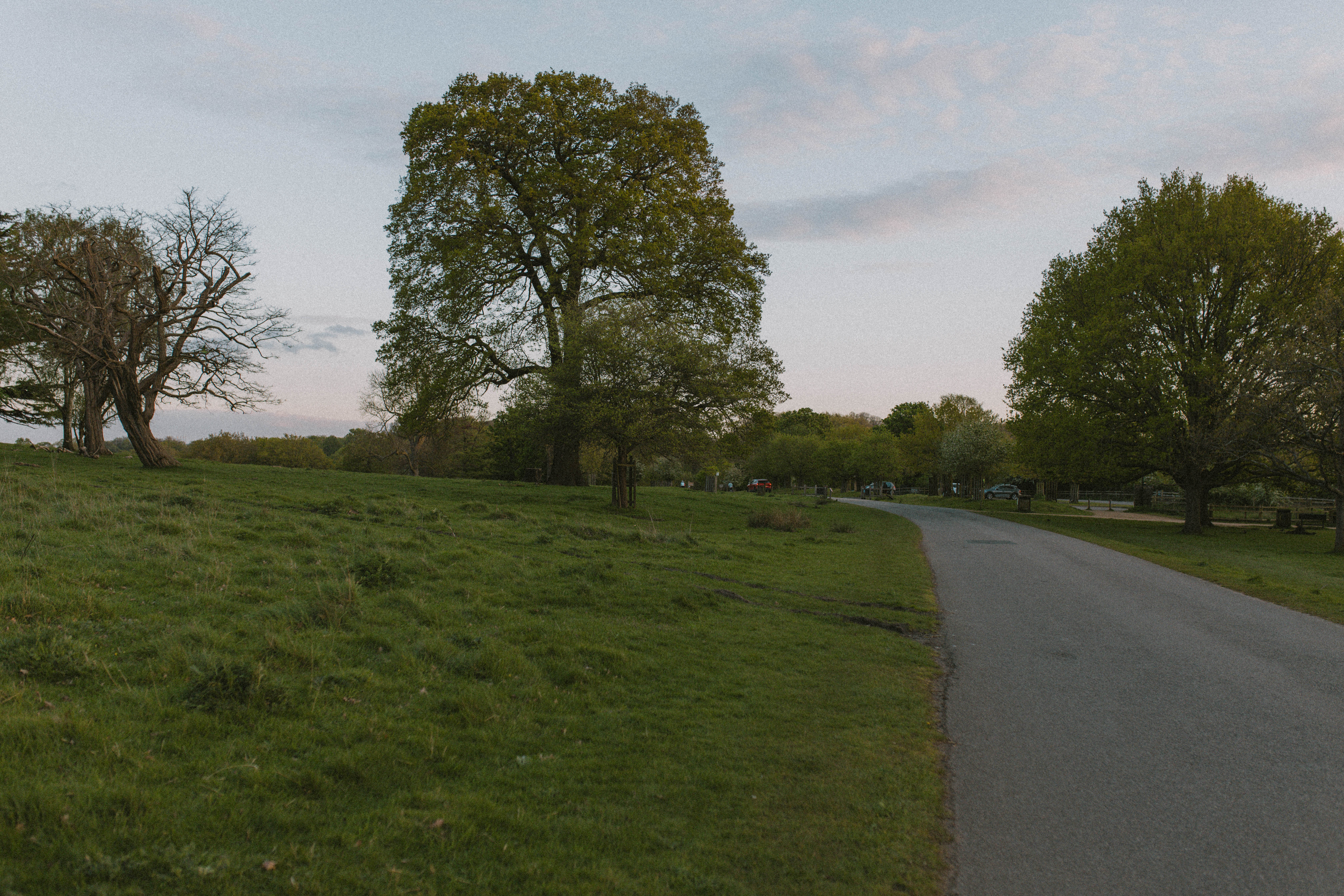 Richmond Park 53