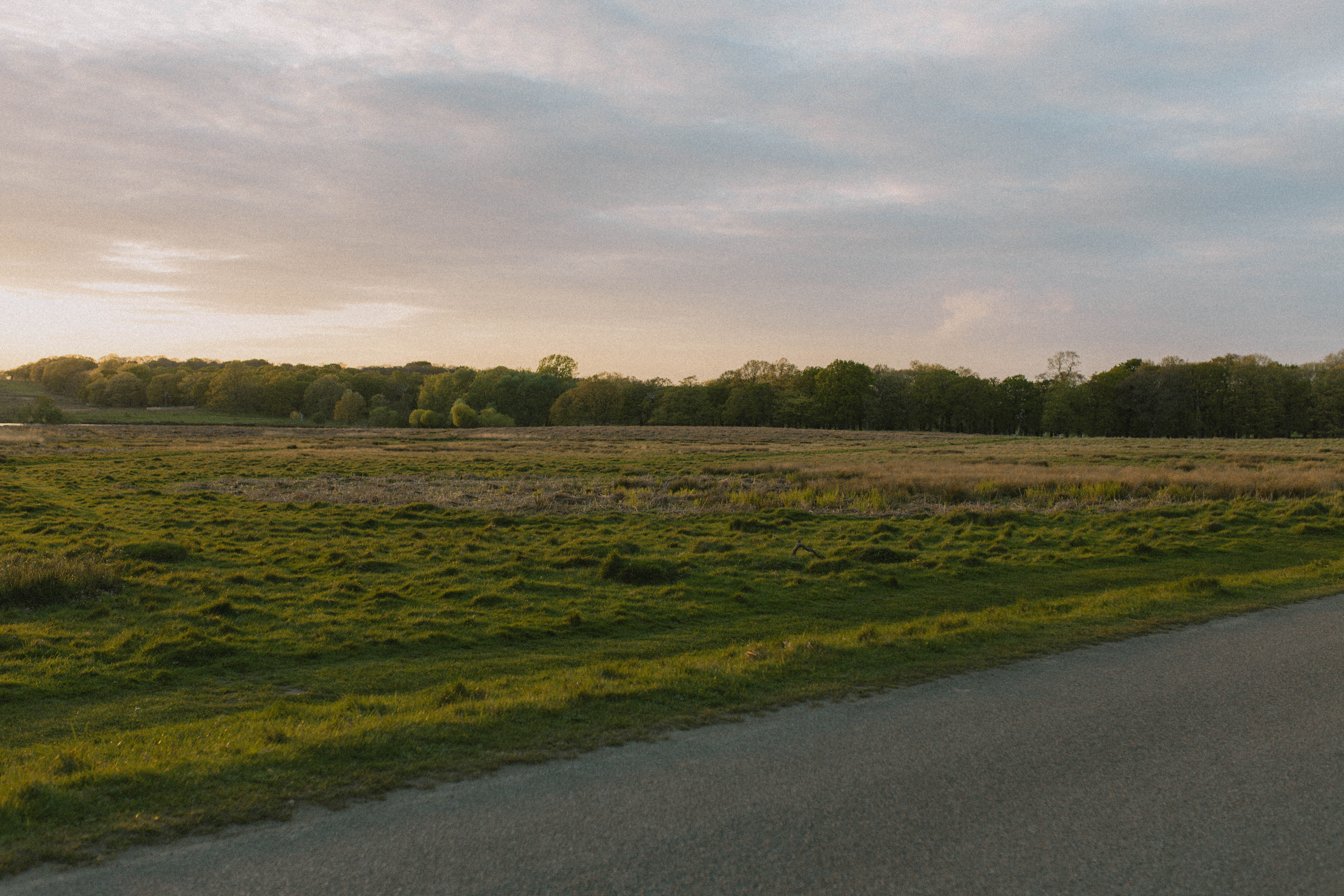 Richmond Park 54
