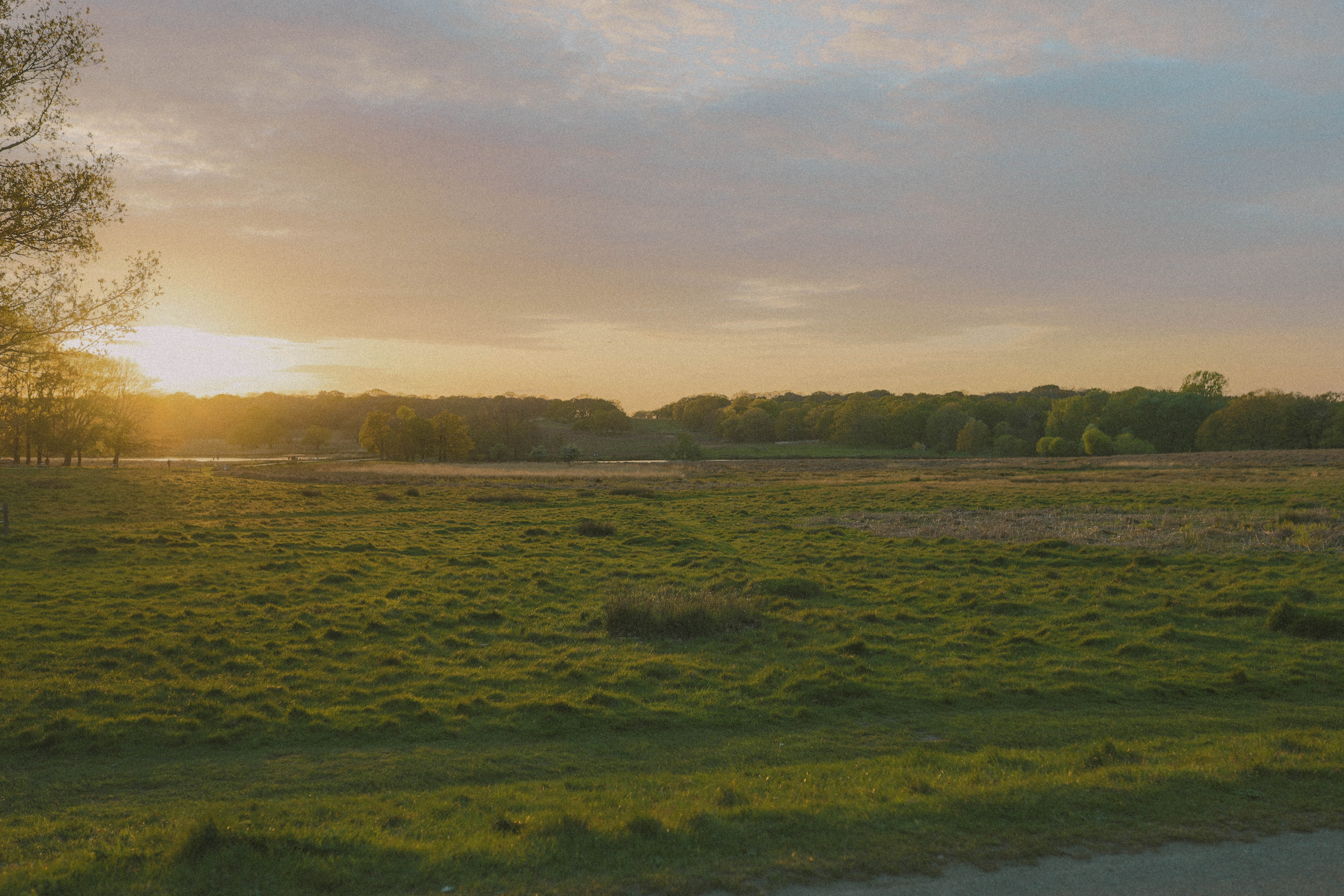 Richmond Park 56